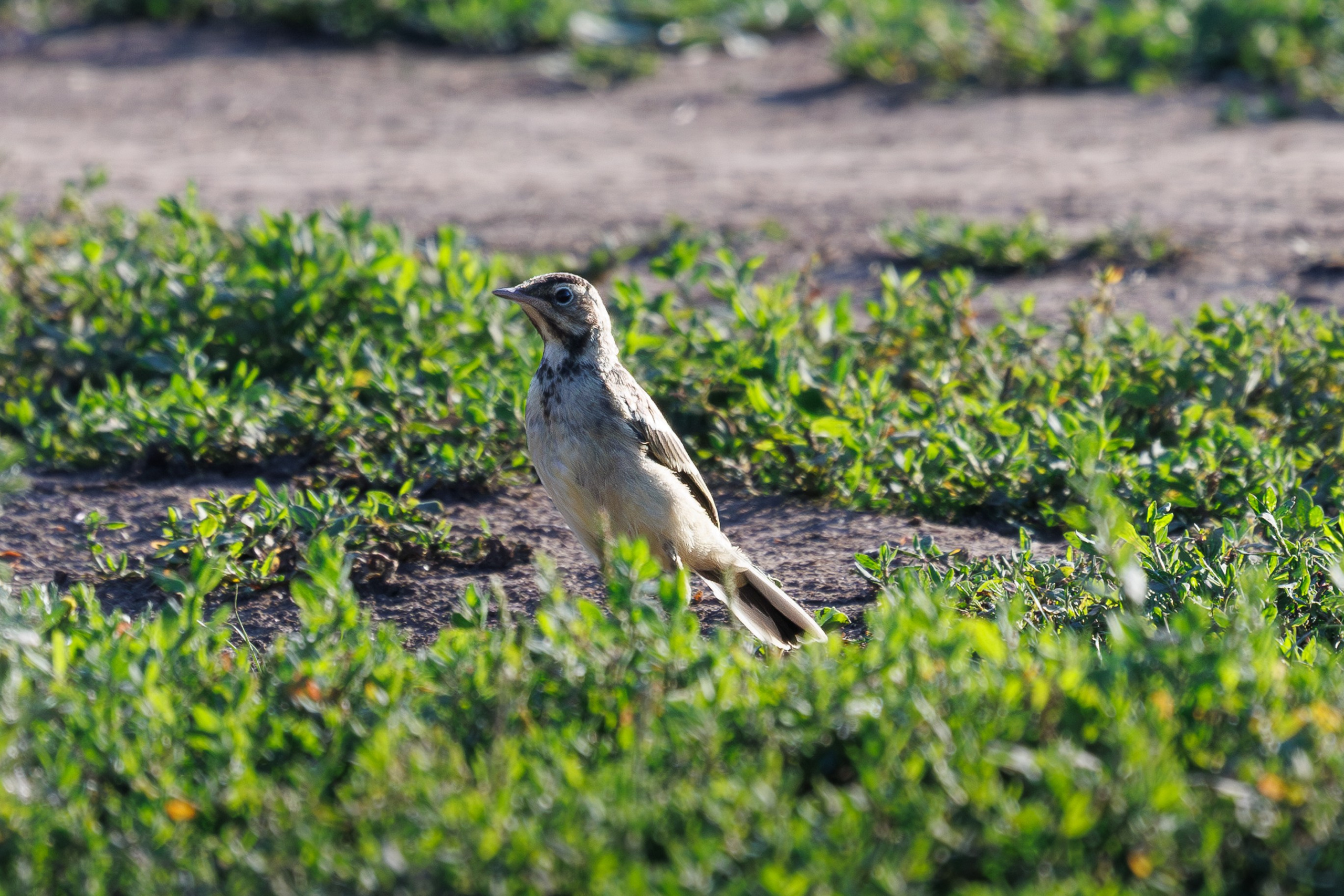 Птицы Москворецкого пойменного заказника. Птицы парков г. Люберцы