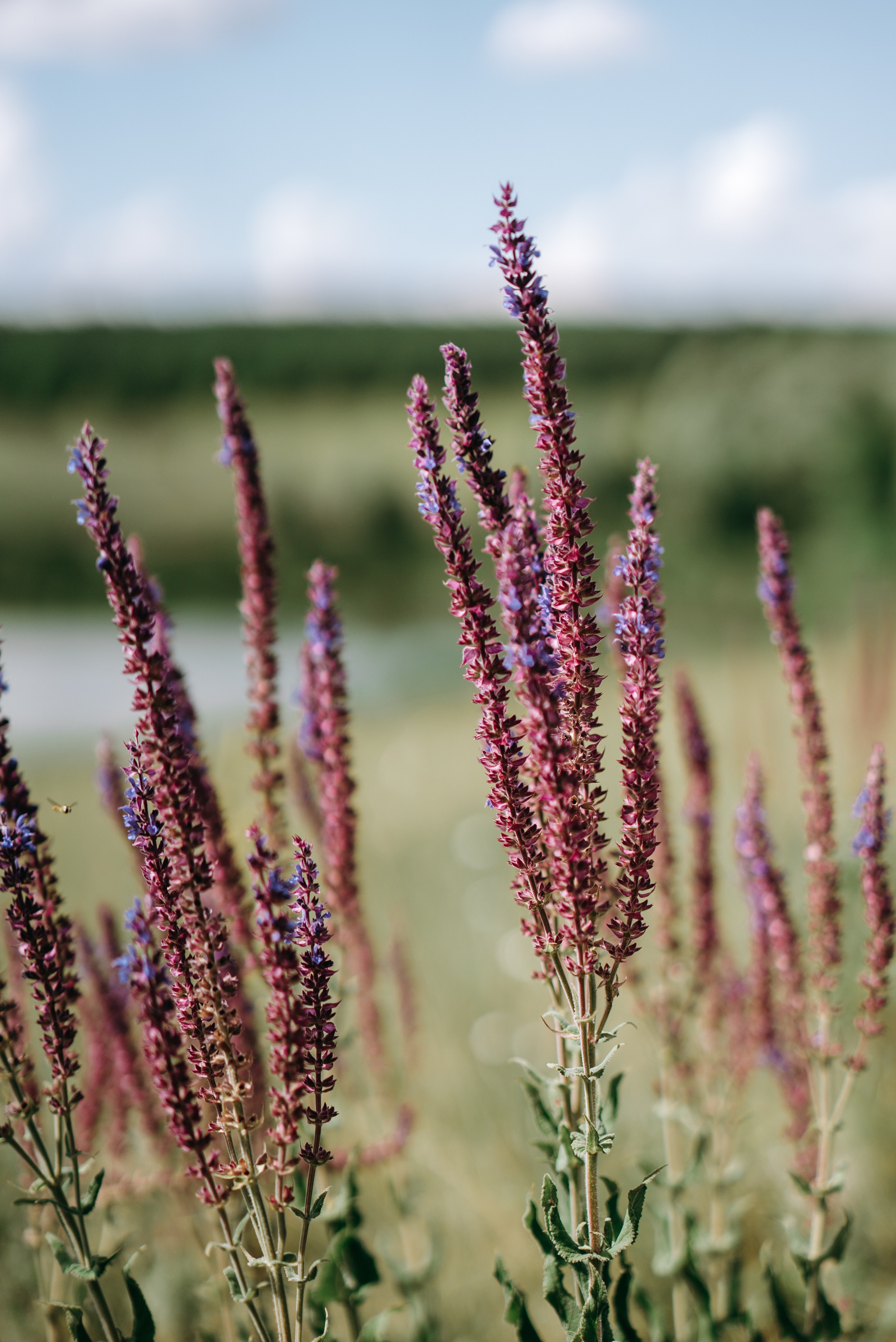 Ринат и Татьяна. Свадебный фотограф в Самаре Анна Ковалева