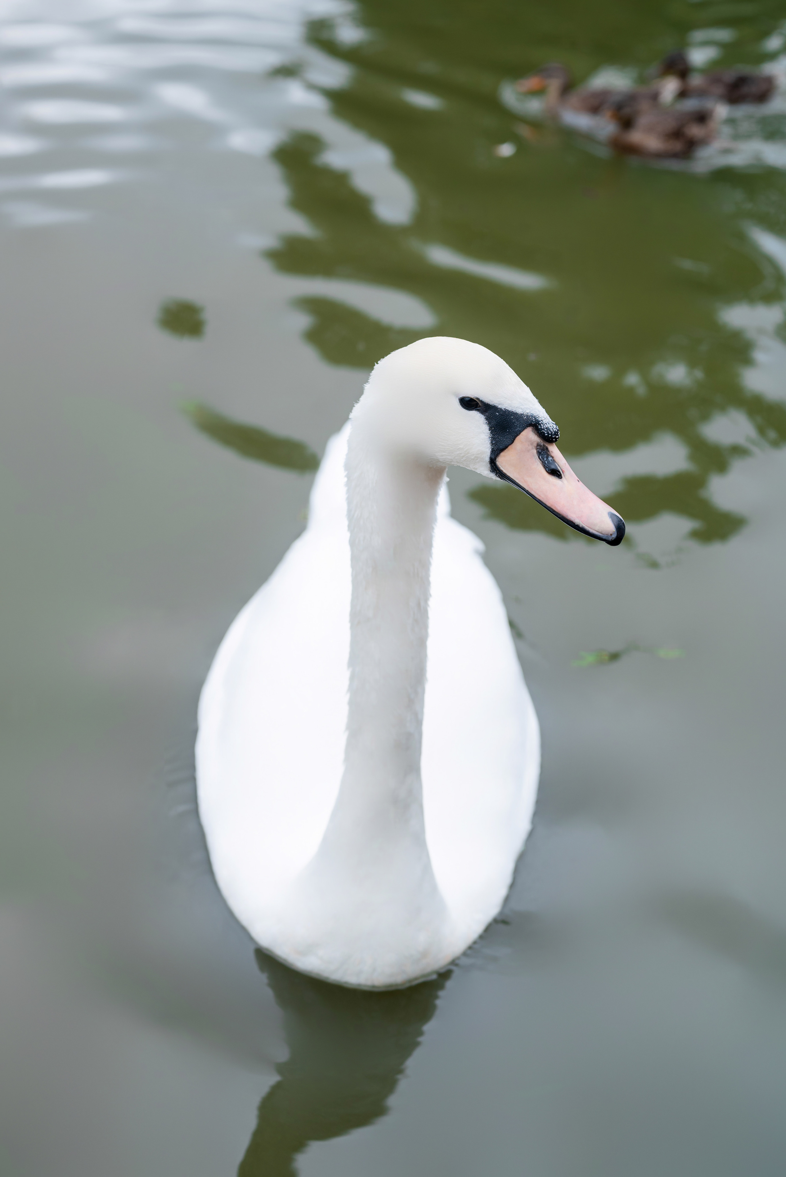 Евгений и Анастасия. Фотограф в городе Салават