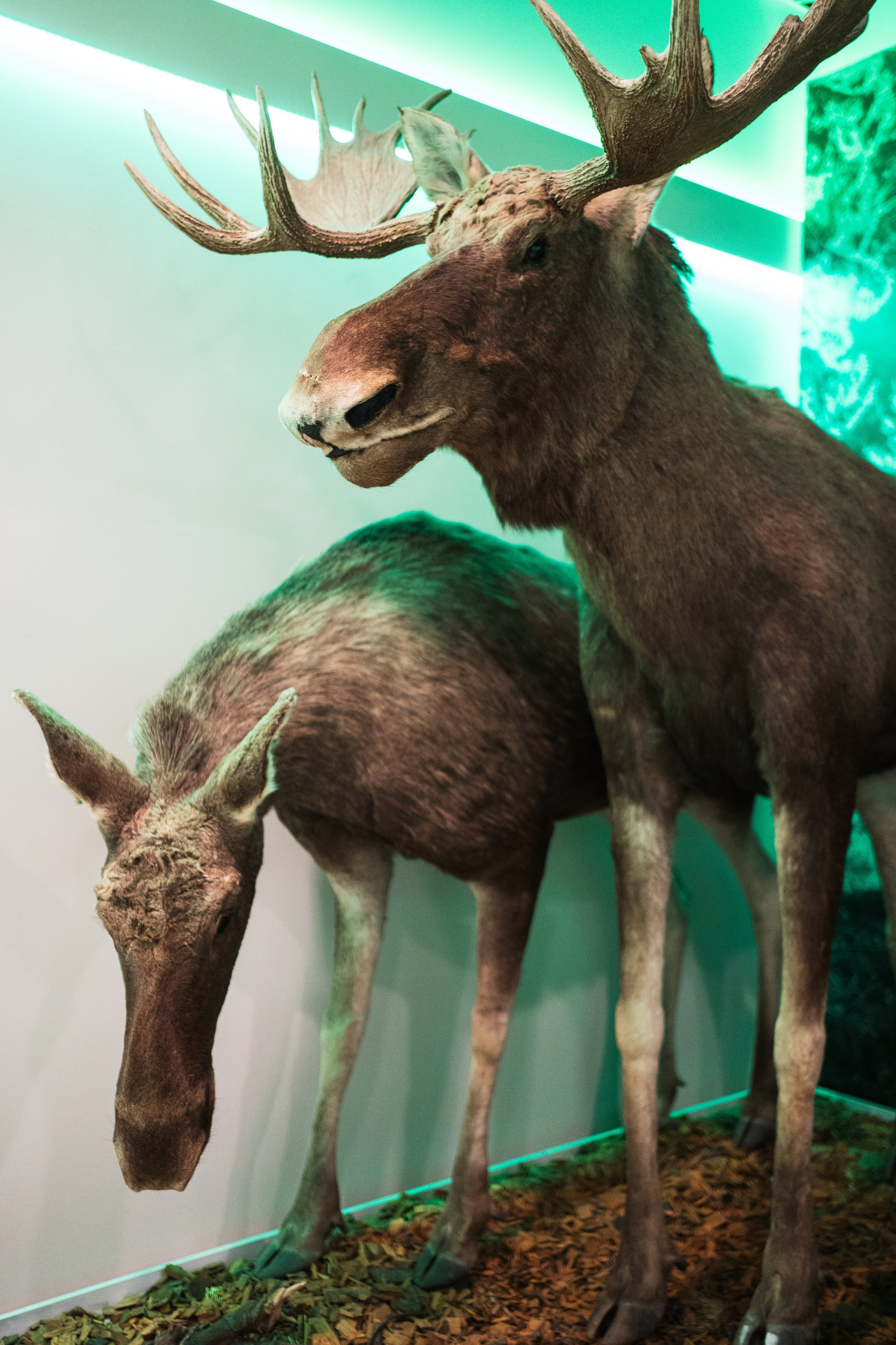 Ночь музеев 2024. Фотограф на любое событие в Кемерово