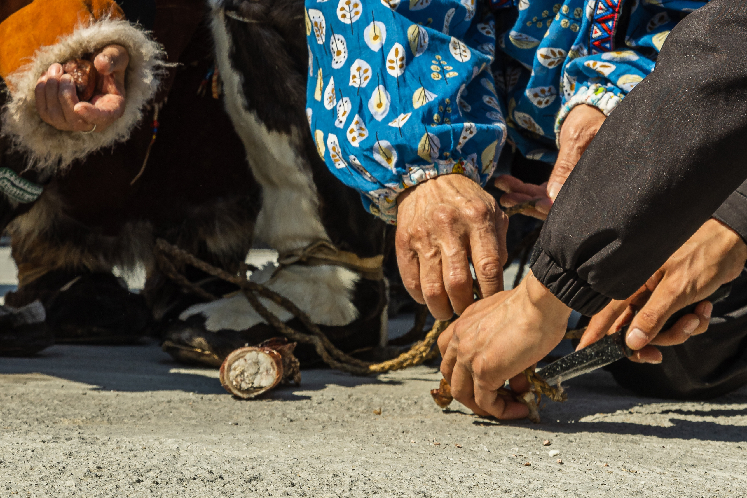 КИЛЬВЭЙ_2023 Чукотский праздник молодого оленя (олененка). Фотограф  Санкт-Петербург / Сертолово