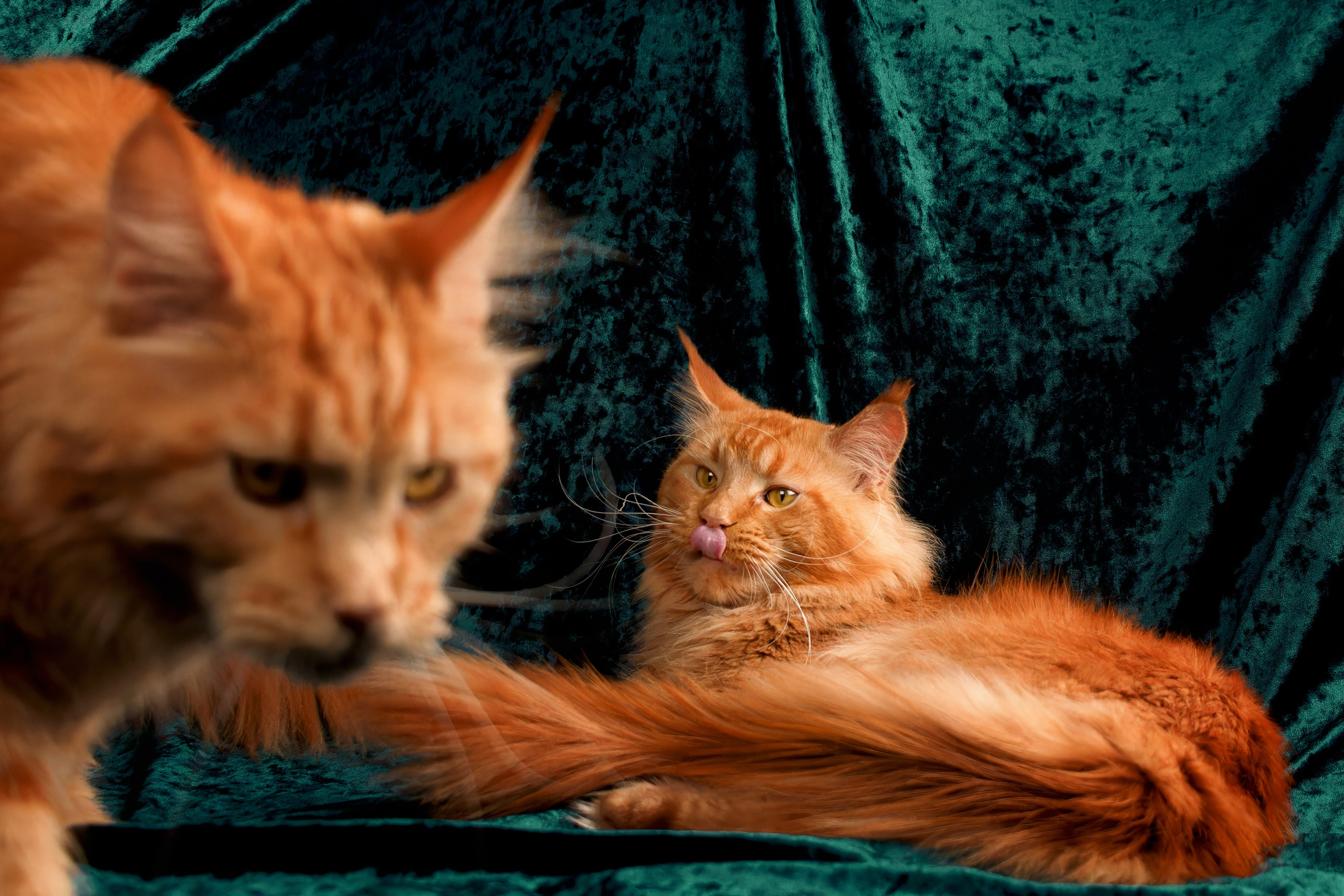 Кошки. Фотограф-анималист Юлия Зубкова