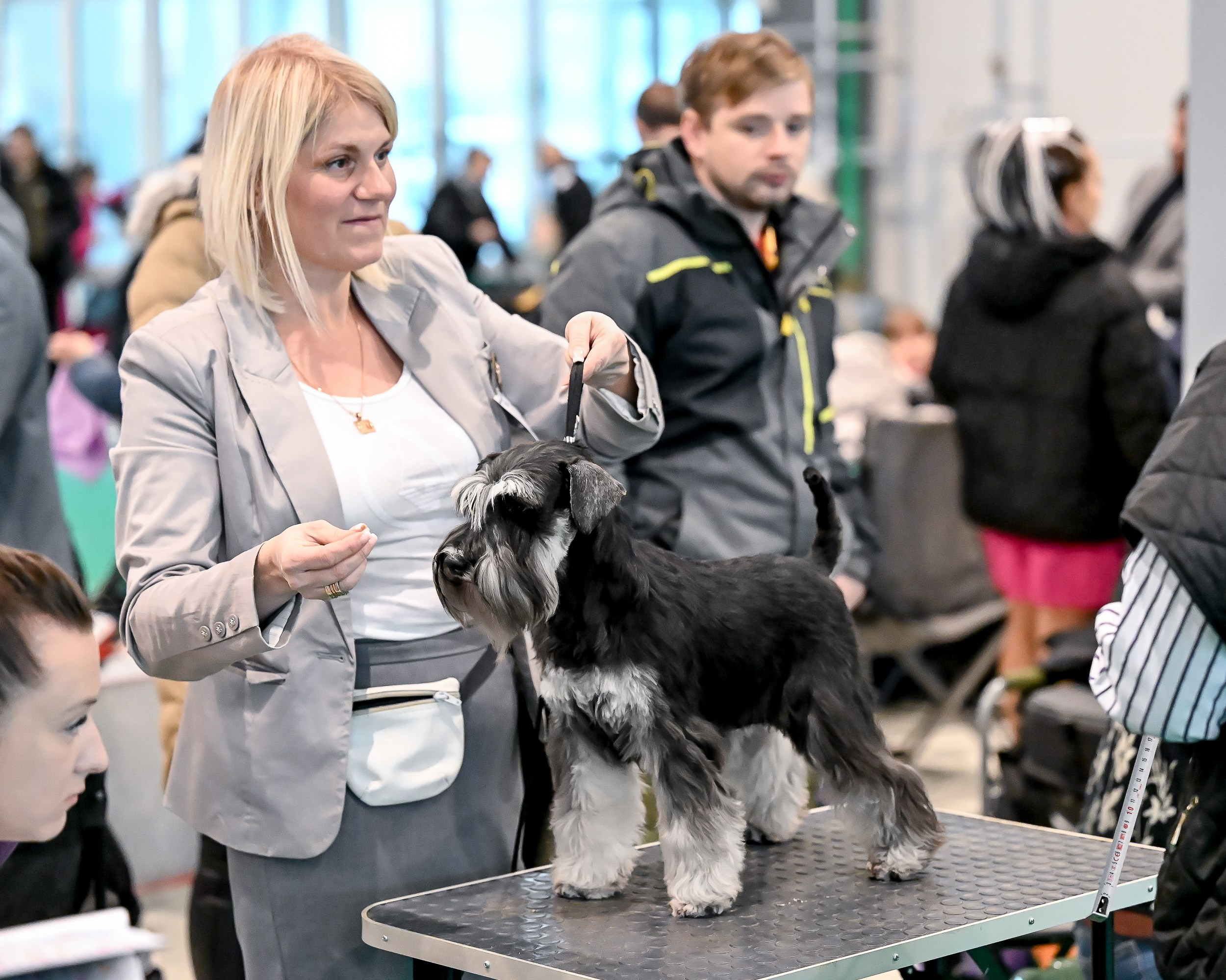 Бъянка/ Delinso Balance Cinzano Bianco. Питомник цвергшнауцеров в Беларуси «Делинсо Бэлэнс»