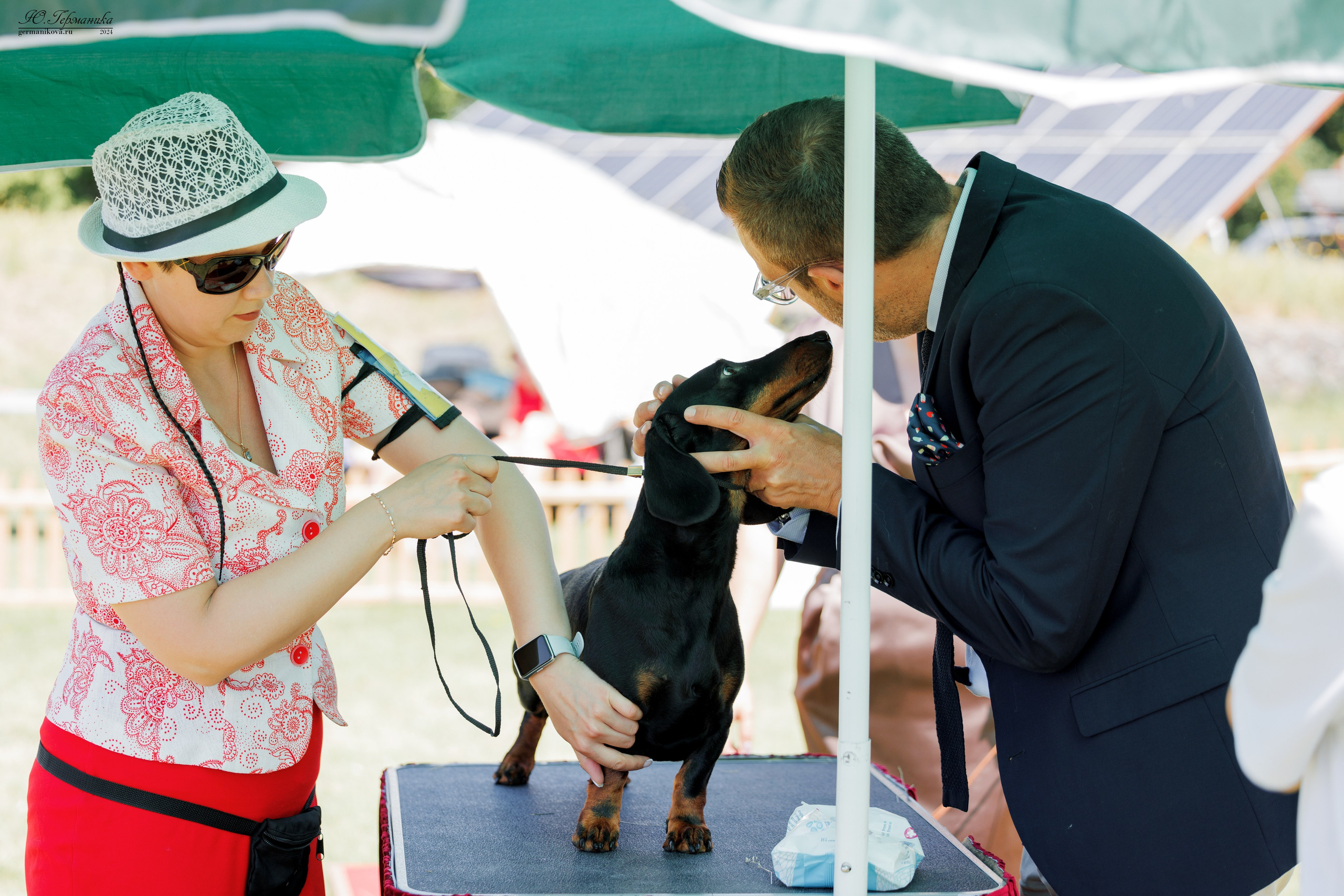 Ереван 3-5.06.2024. Фотограф-анималист Юлия Германика