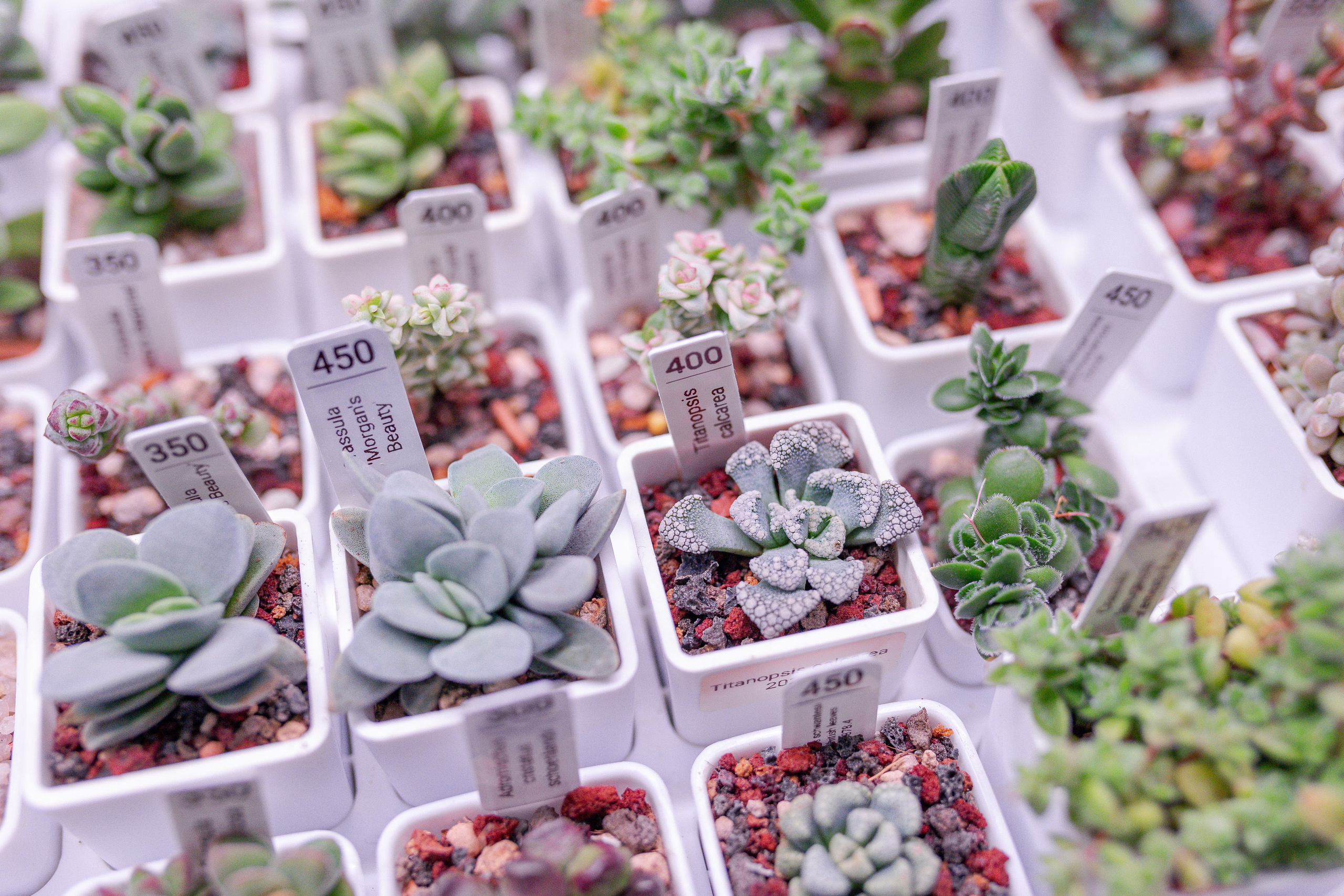 Орхидиум 12.2025. Александра Куликова фотограф, Москва