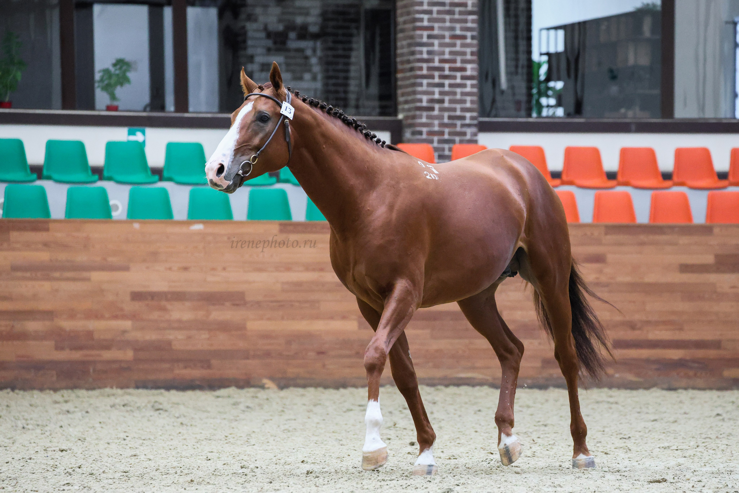 Конная Россия 2024 Оценка двигательных качеств. Irenephoto.ru