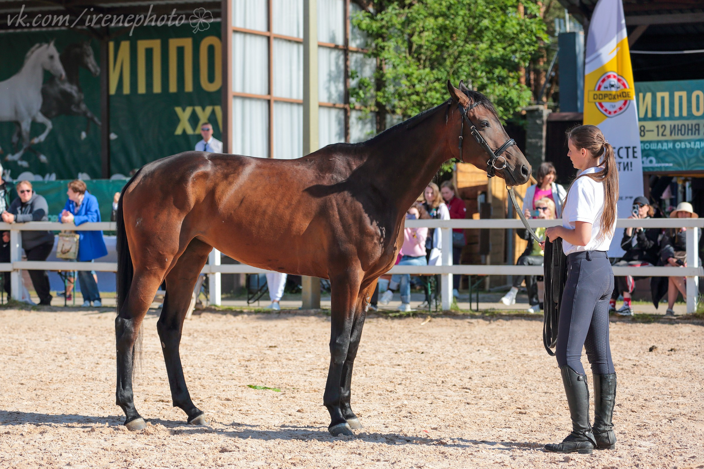 Иппосфера 2024. Irenephoto.ru