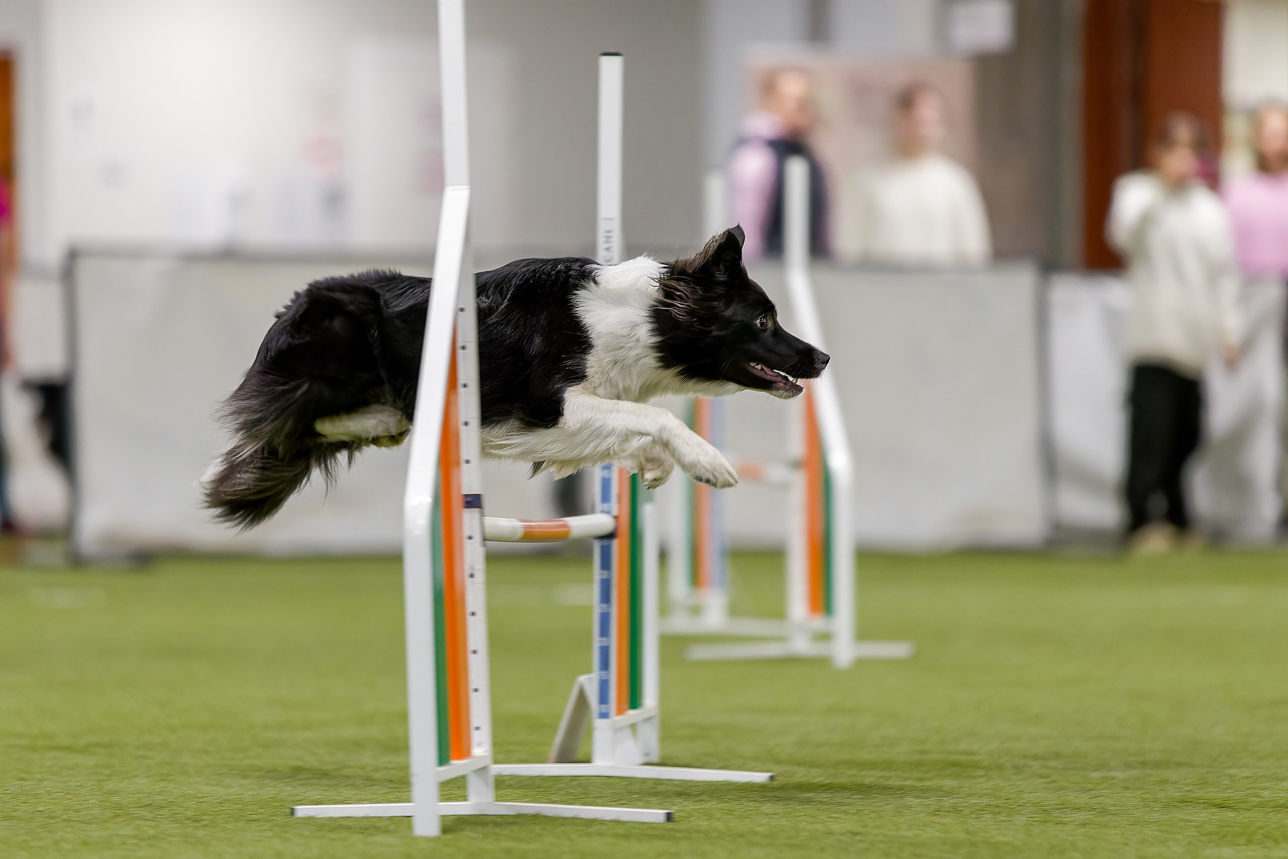 Кубок Пёсбурга 2025. Irenephoto.ru