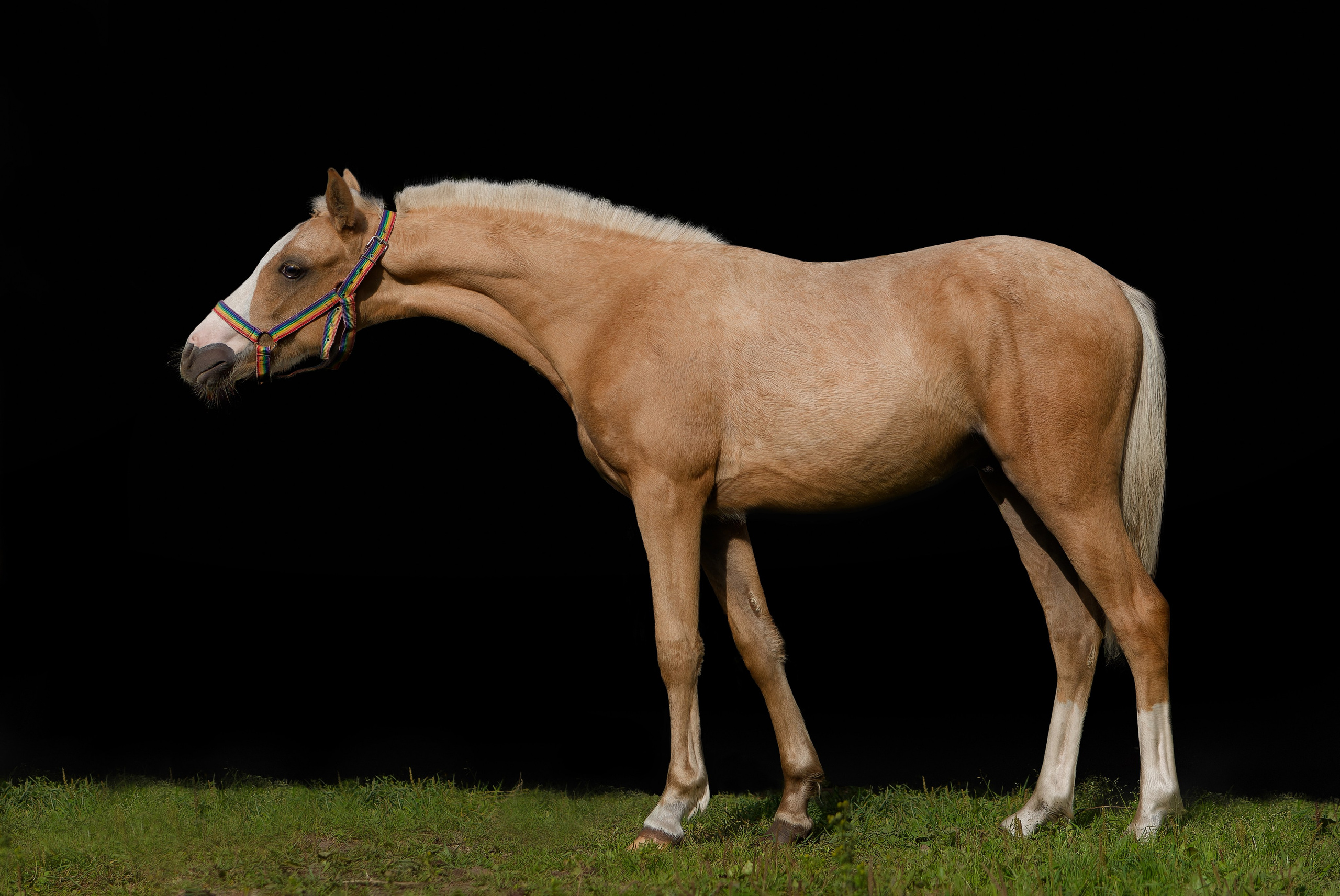 Лошади. Irenephoto.ru