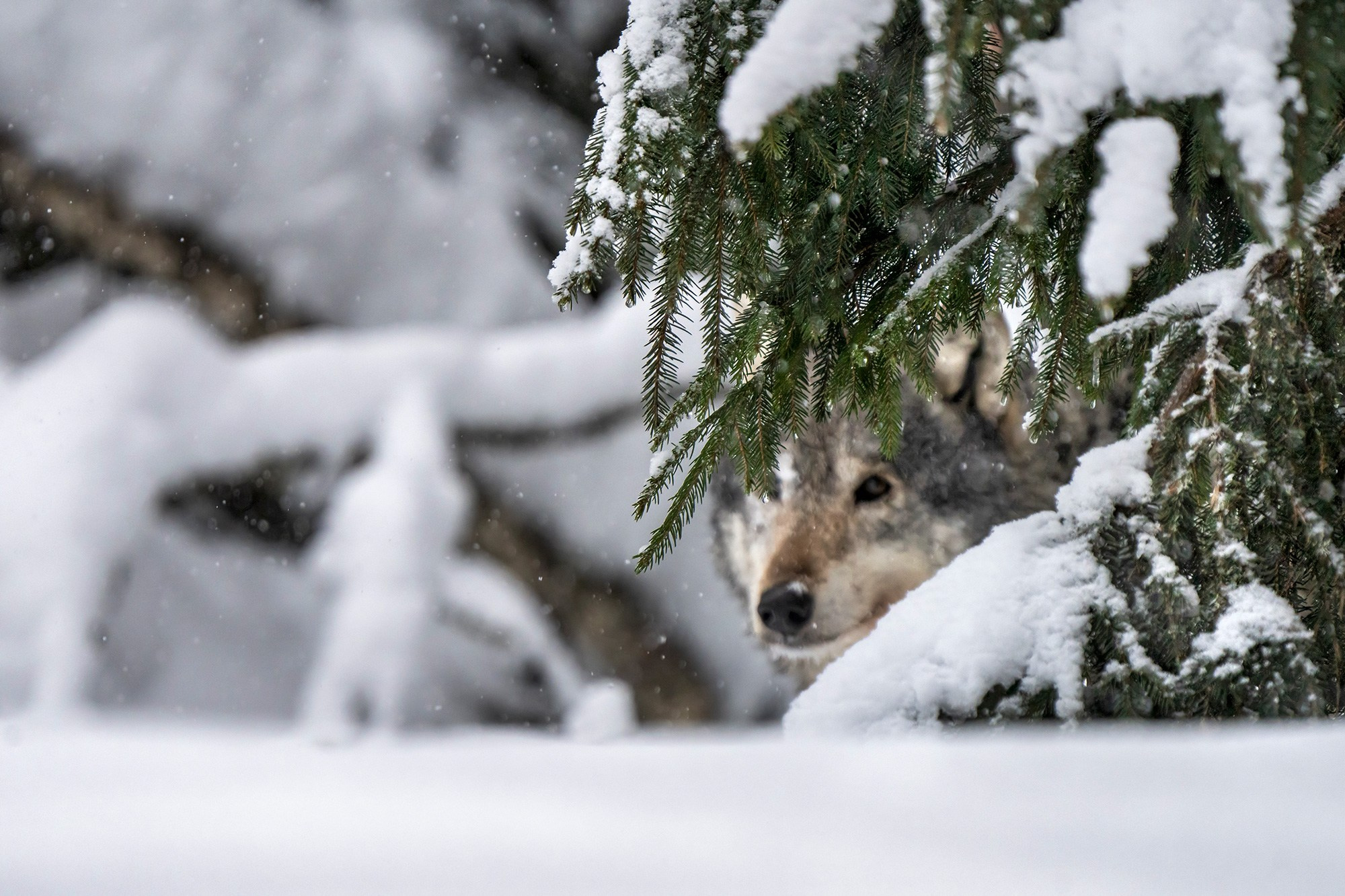Зимой в Белоруссии. Фотограф Владимир Остапенко