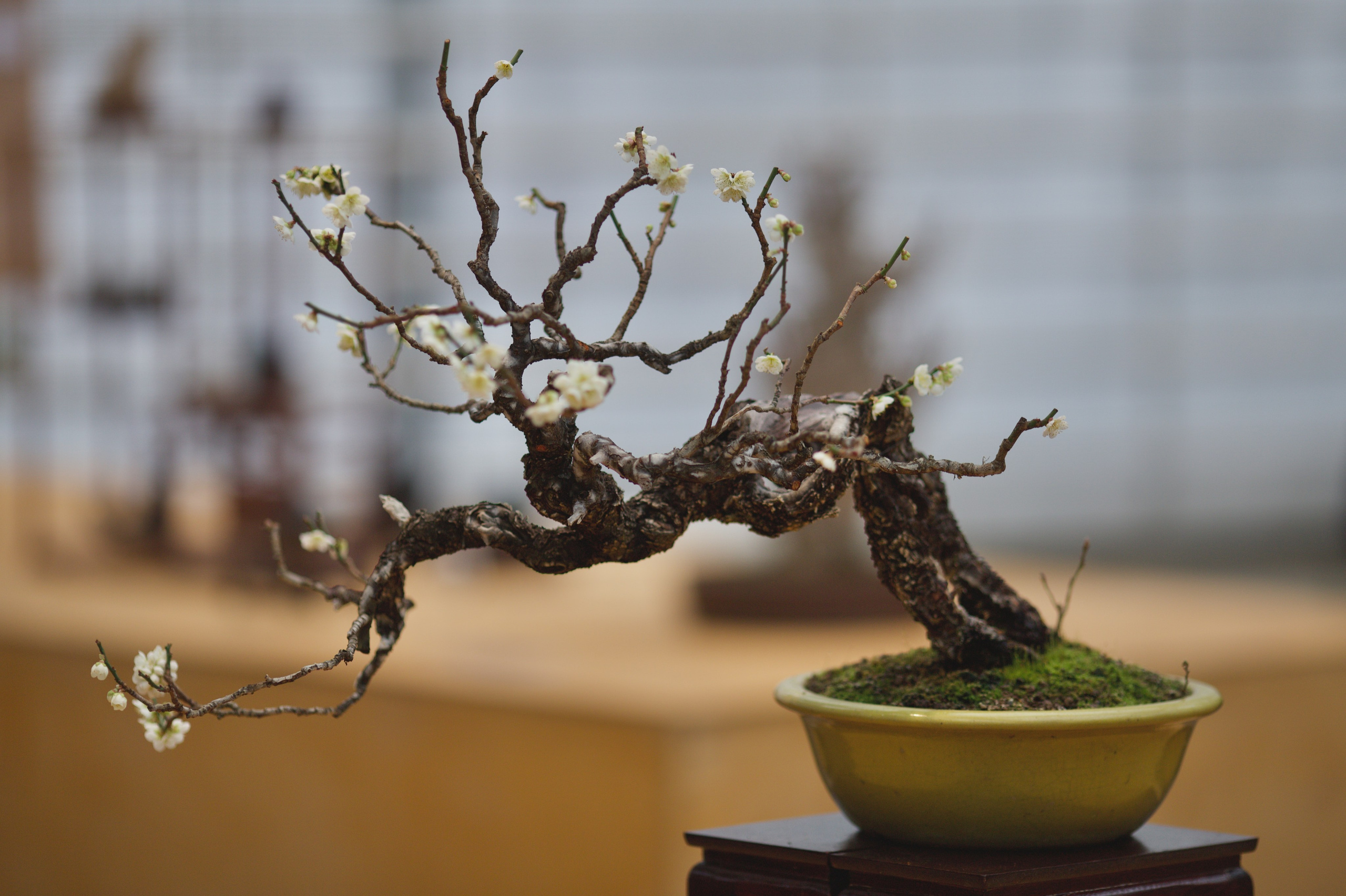 Бонсай сливы умэ. Школьные выпускные альбомы в Москве Марина Николаева