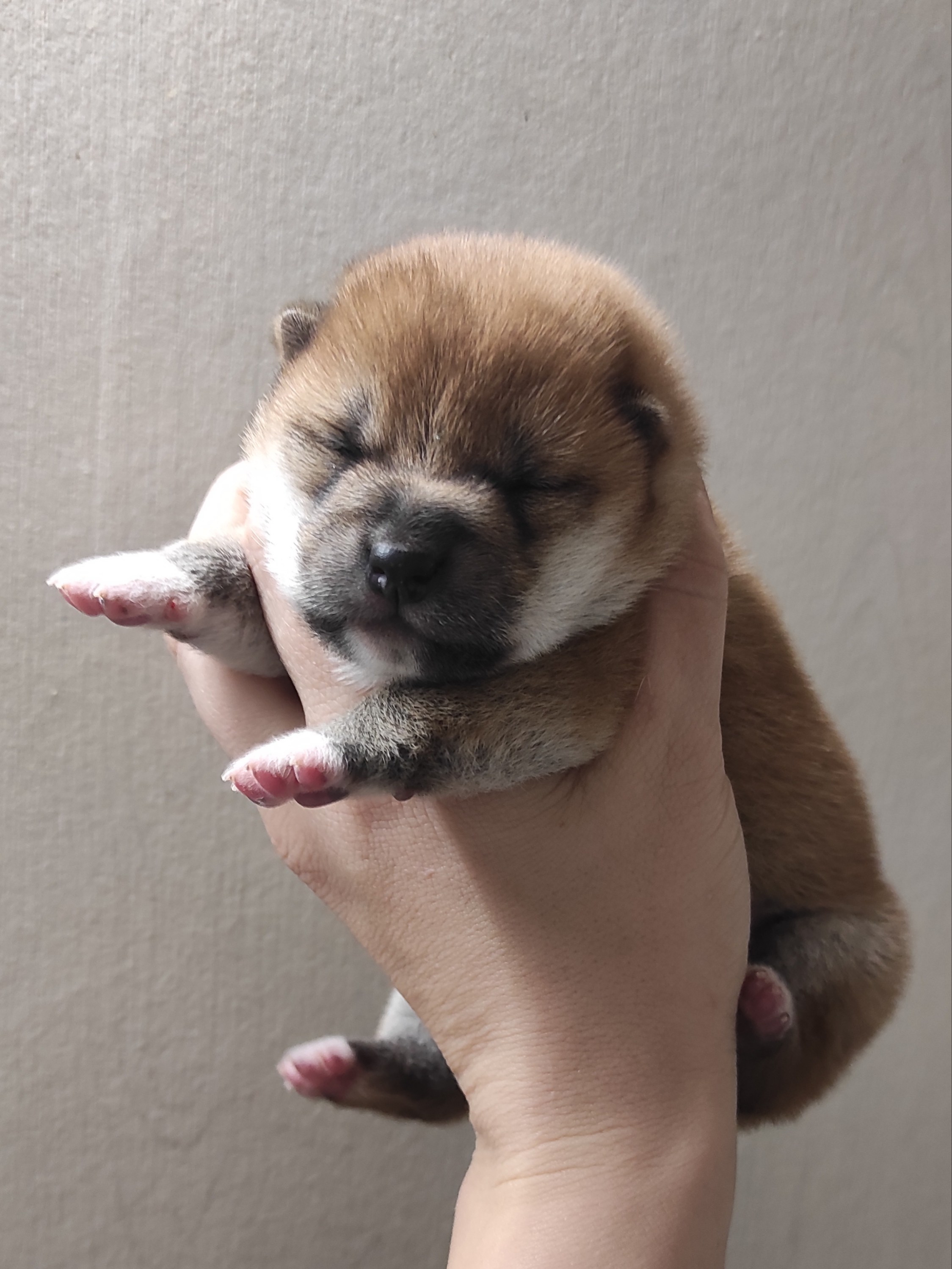 сиба питомник Рубилайт щенки на продажу rubylight  сиба щенки купить СПб Санкт-Петербург 