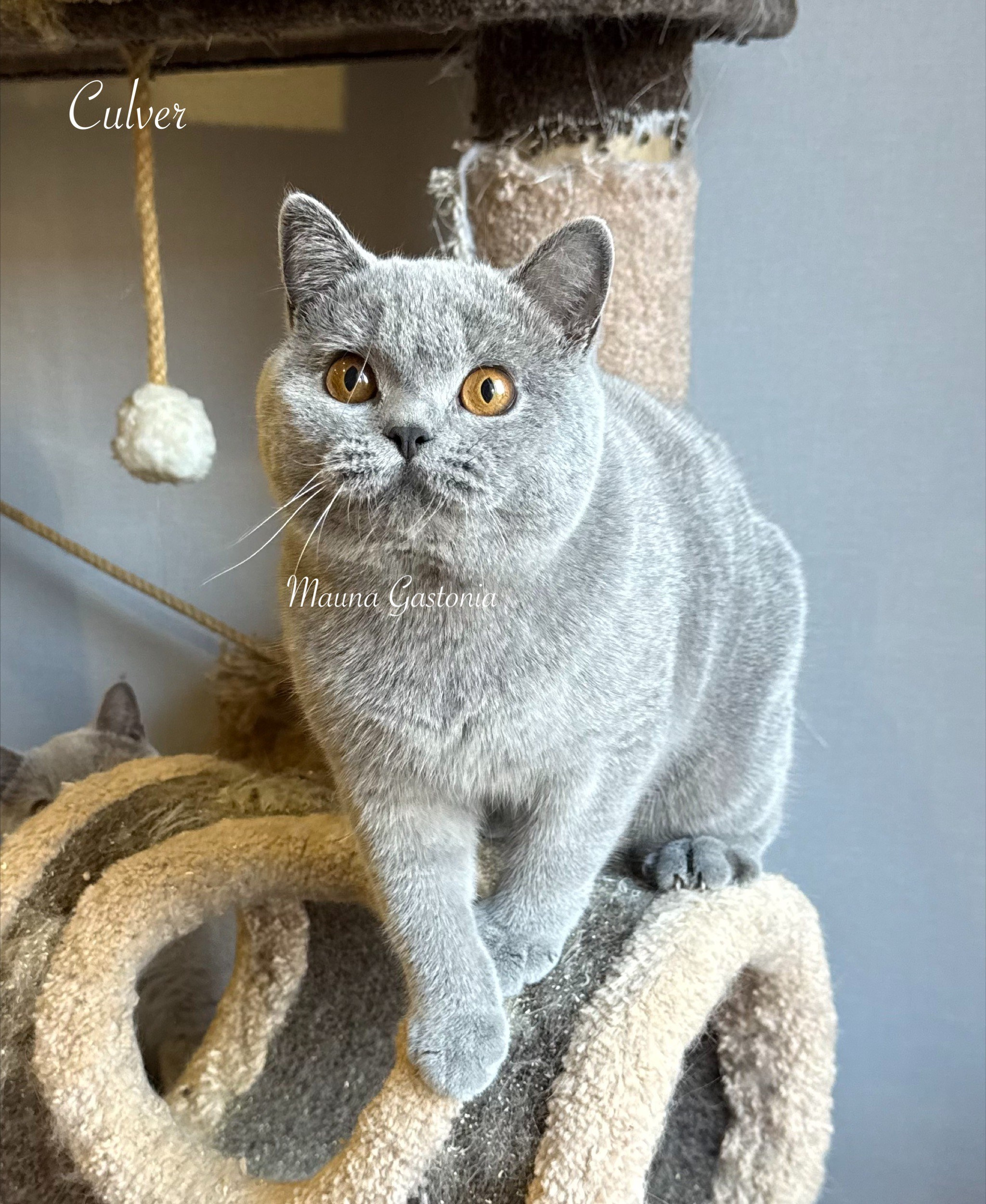 Culver. Mauna Gastonia