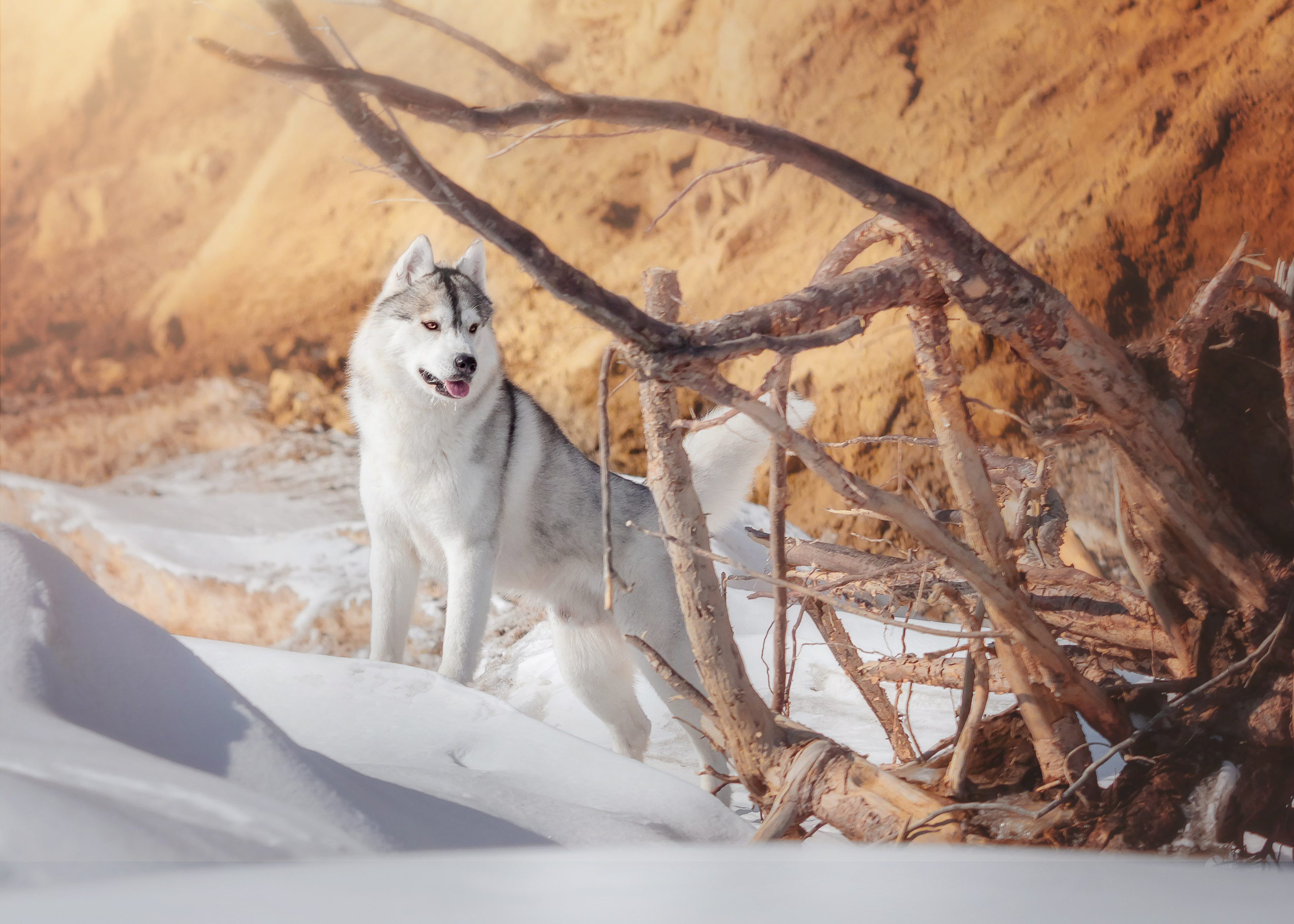 Разные породы