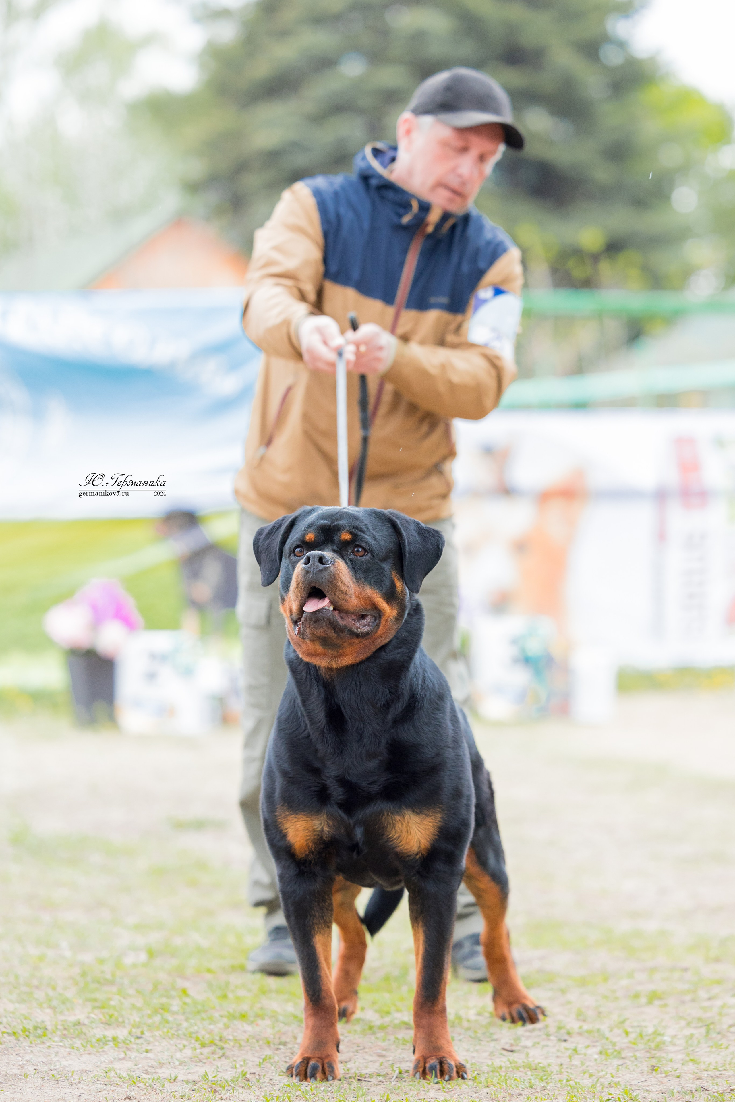 Саратов 2 х моно ротвейлеров 28-29.04.2024. Фотограф-анималист Юлия Германика