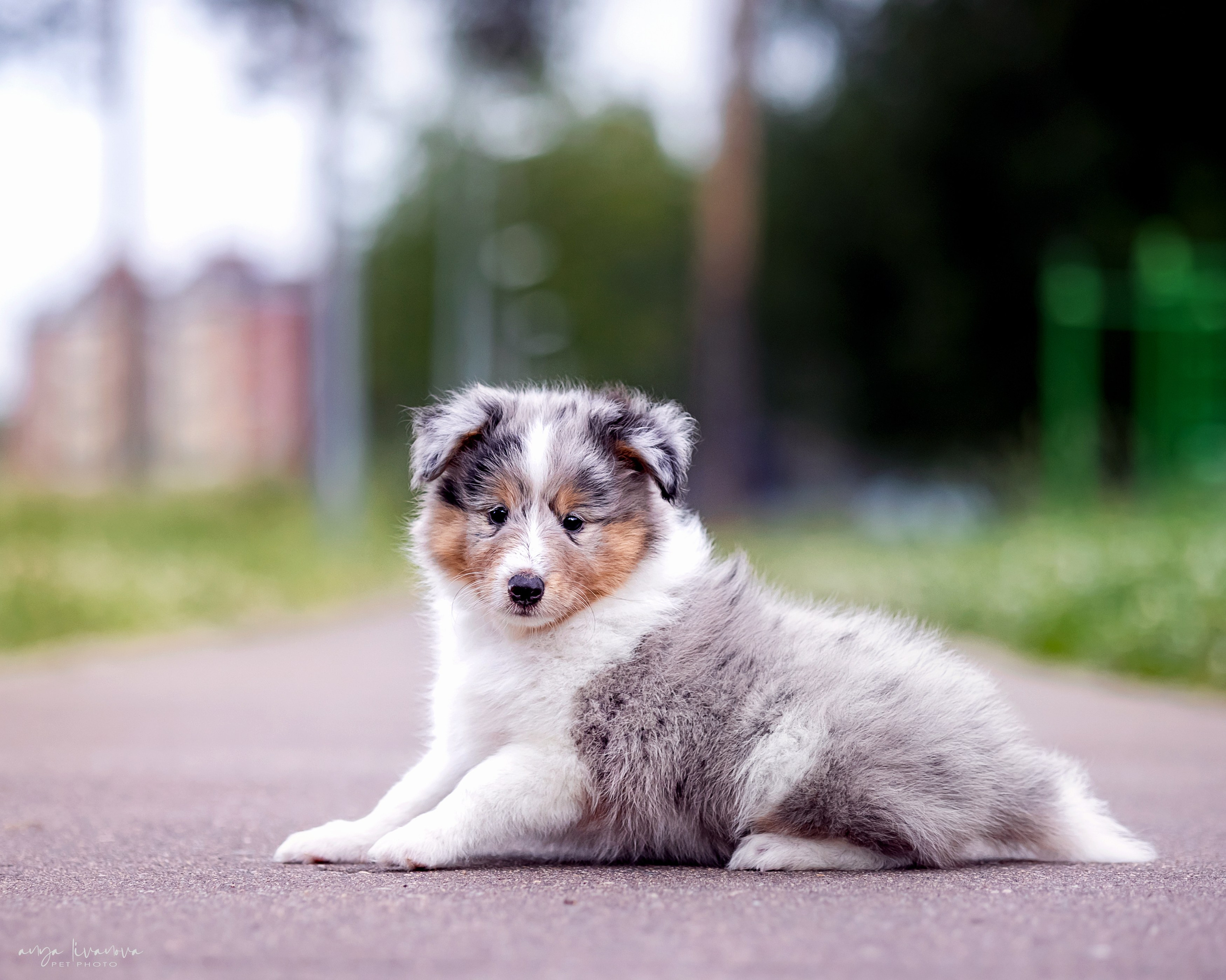 Шелти. Фотограф анималист Аня Ливанова | Рыбинск