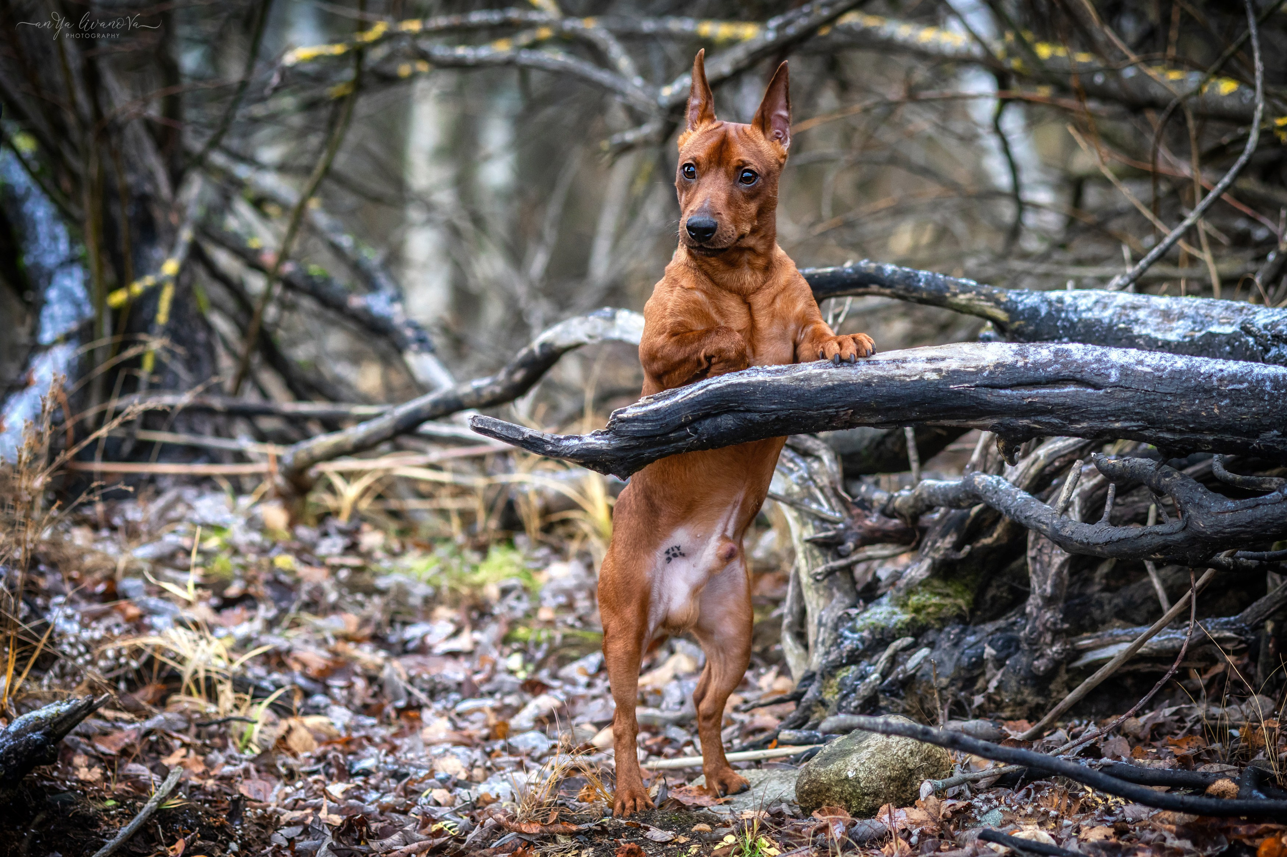 Пашка. Фотограф анималист Аня Ливанова | Рыбинск