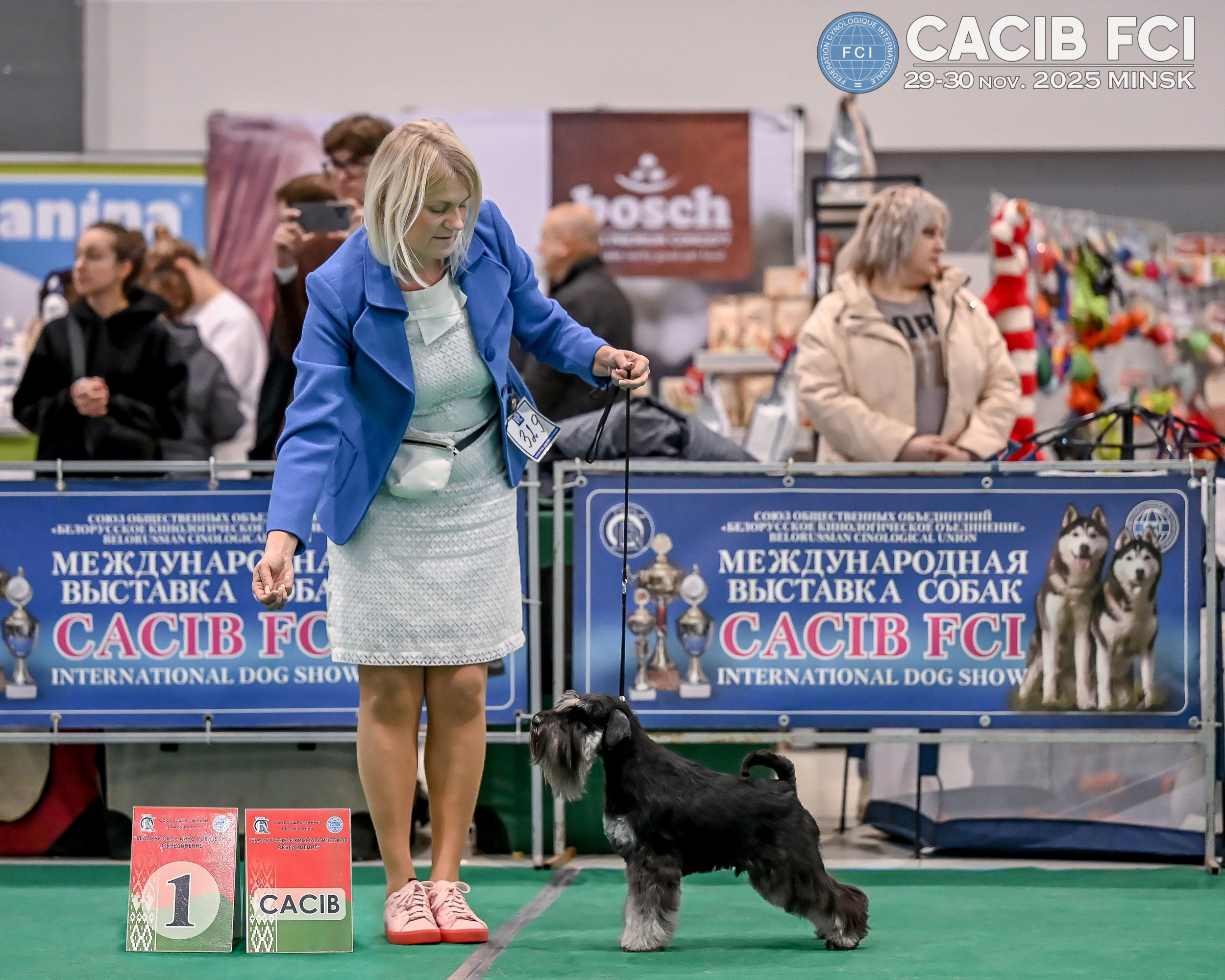 Дариус/ Delinso Balance Chivas Regal. Питомник цвергшнауцеров в Беларуси «Делинсо Бэлэнс»