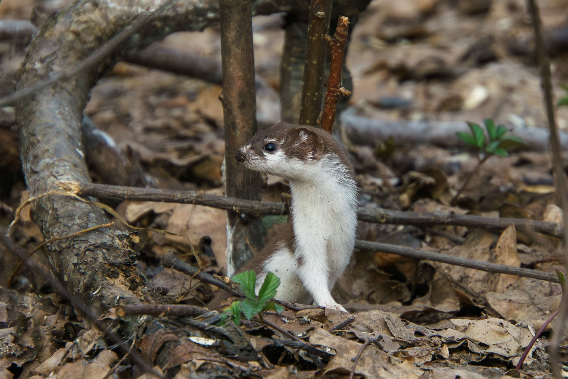 Животные. Ваш личный фотограф Марина Волкова