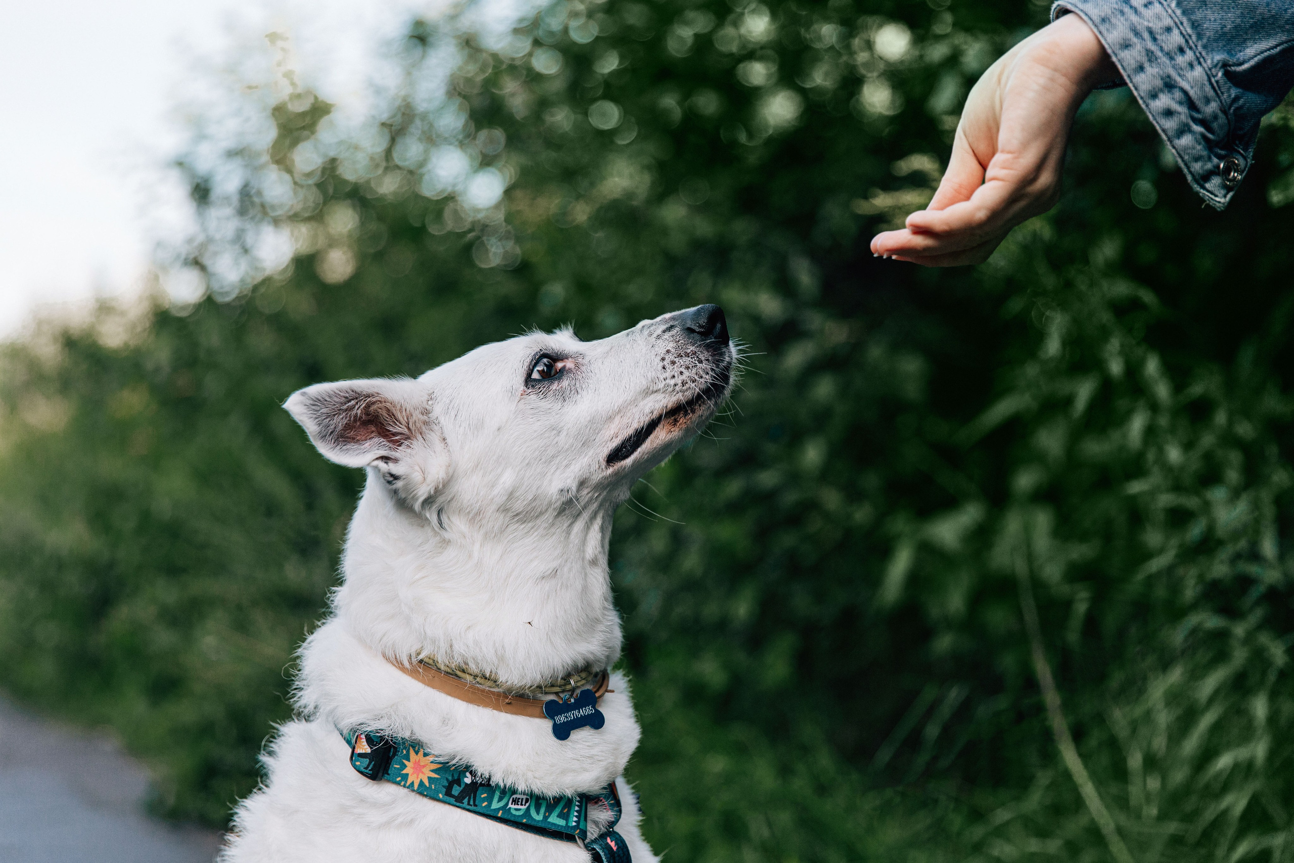 Саша и Белла. Фотограф-анималист в Москве Соломонова Варвара