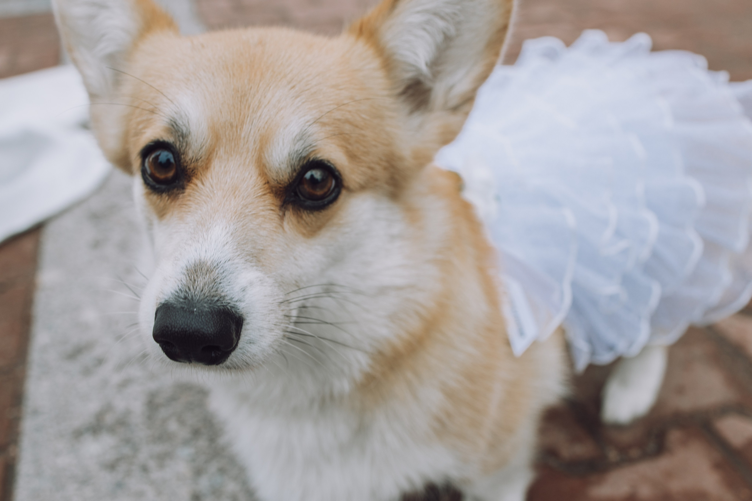 Даша и Максим. Репортажный фотограф Анастасия Головко