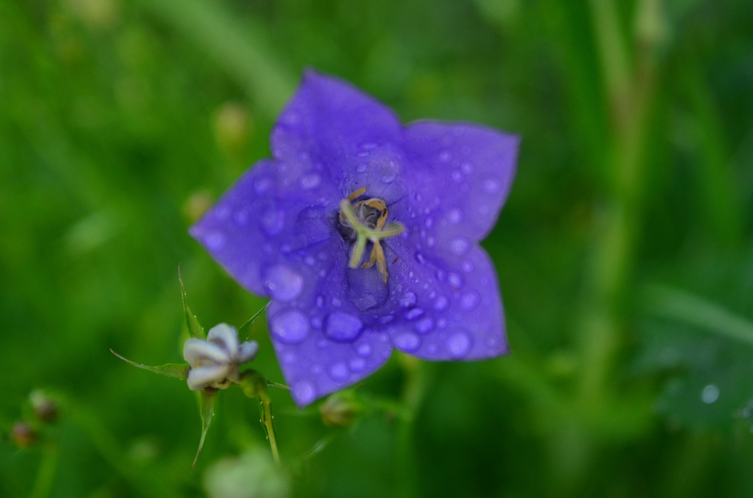 Дары природы. Фотограф viktor viktor