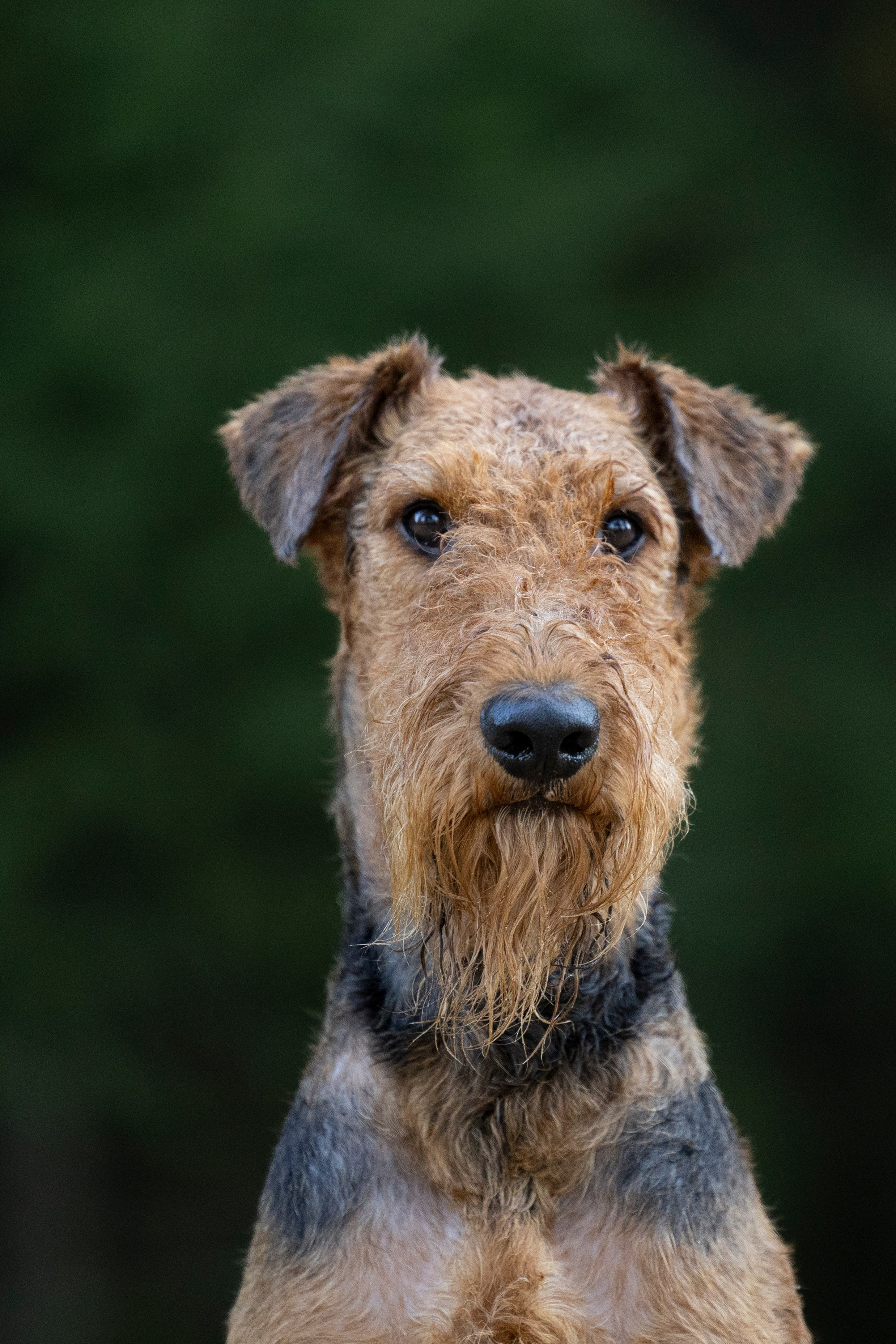 Харди. Фотограф-анималист Анна Маринич