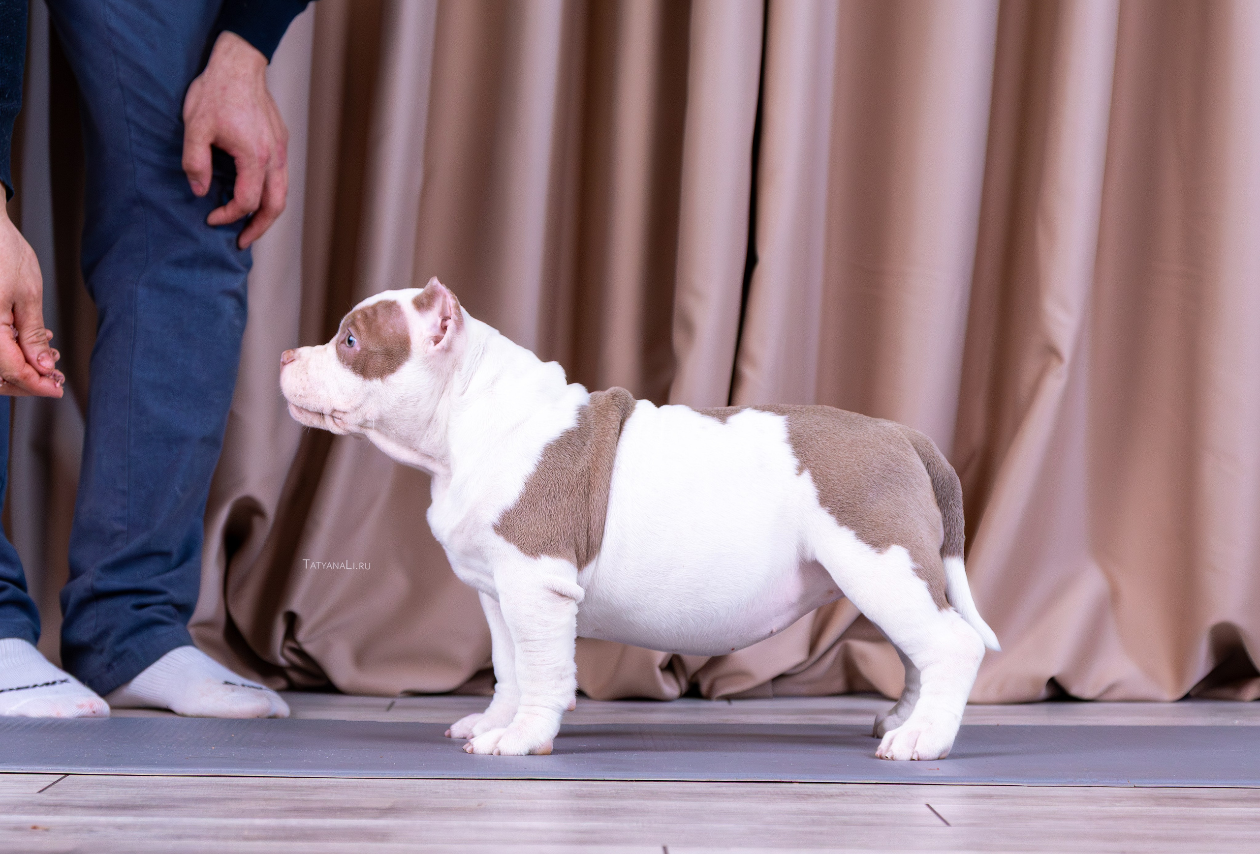 Американский булли. Фотограф — анималист Татьяна Ли