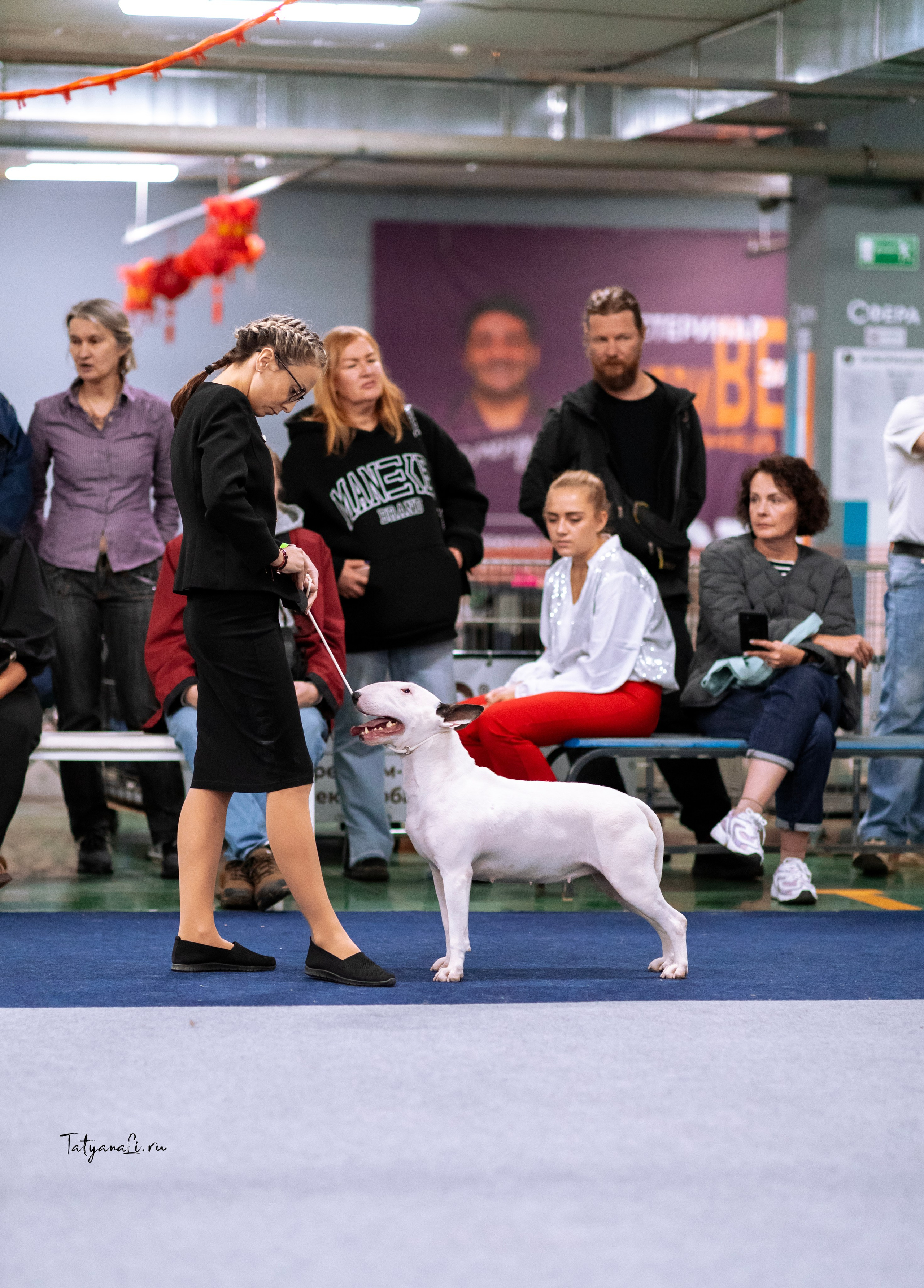 Выставки. Фотограф — анималист Татьяна Ли