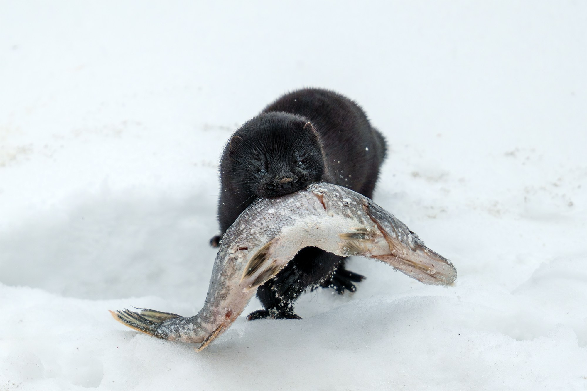 Животные. Ваш личный фотограф Марина Волкова