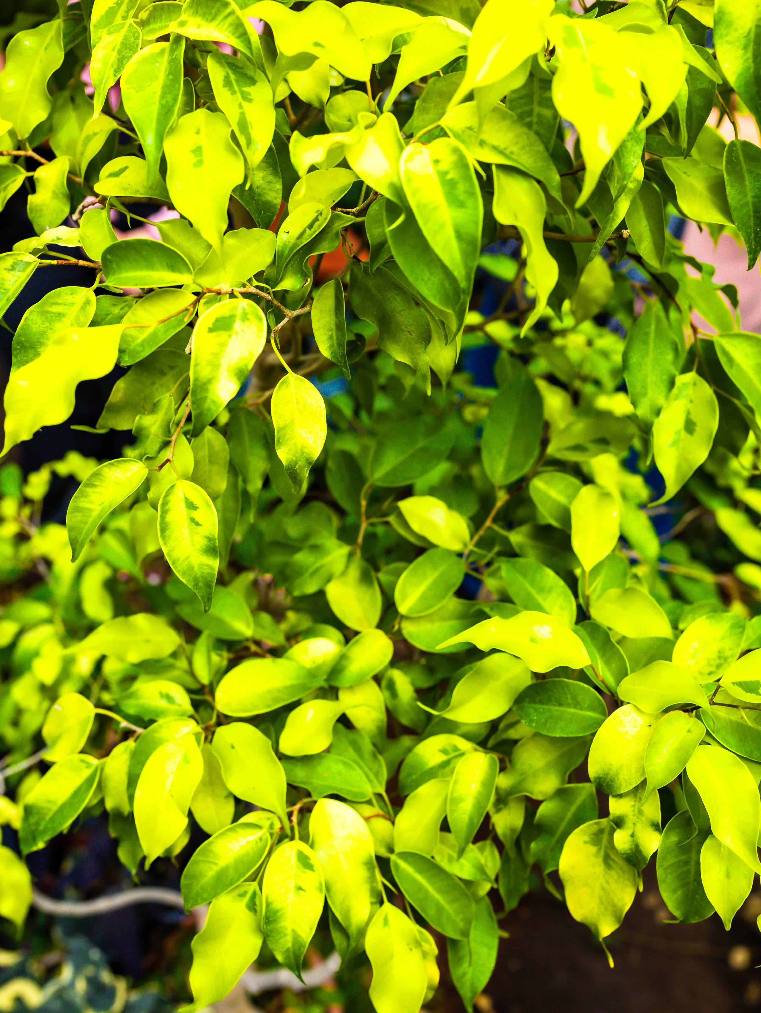 Фотографии природы Липецка. Свадебный и семейный фотограф Виолетта в Липецке