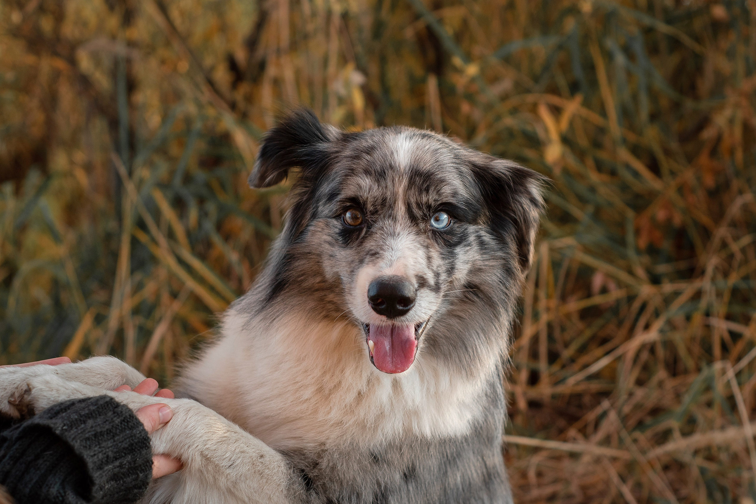 Юлия и Амур. Фотограф анималист в Казани Алина Сулейманова. Фотограф животных