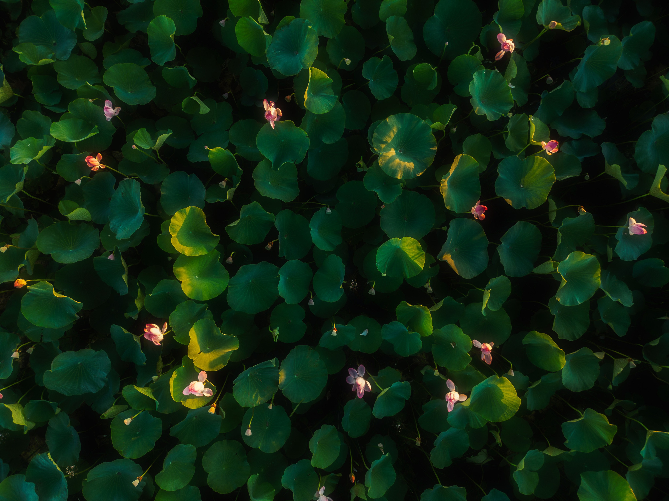 Золотые лотосы. Июль