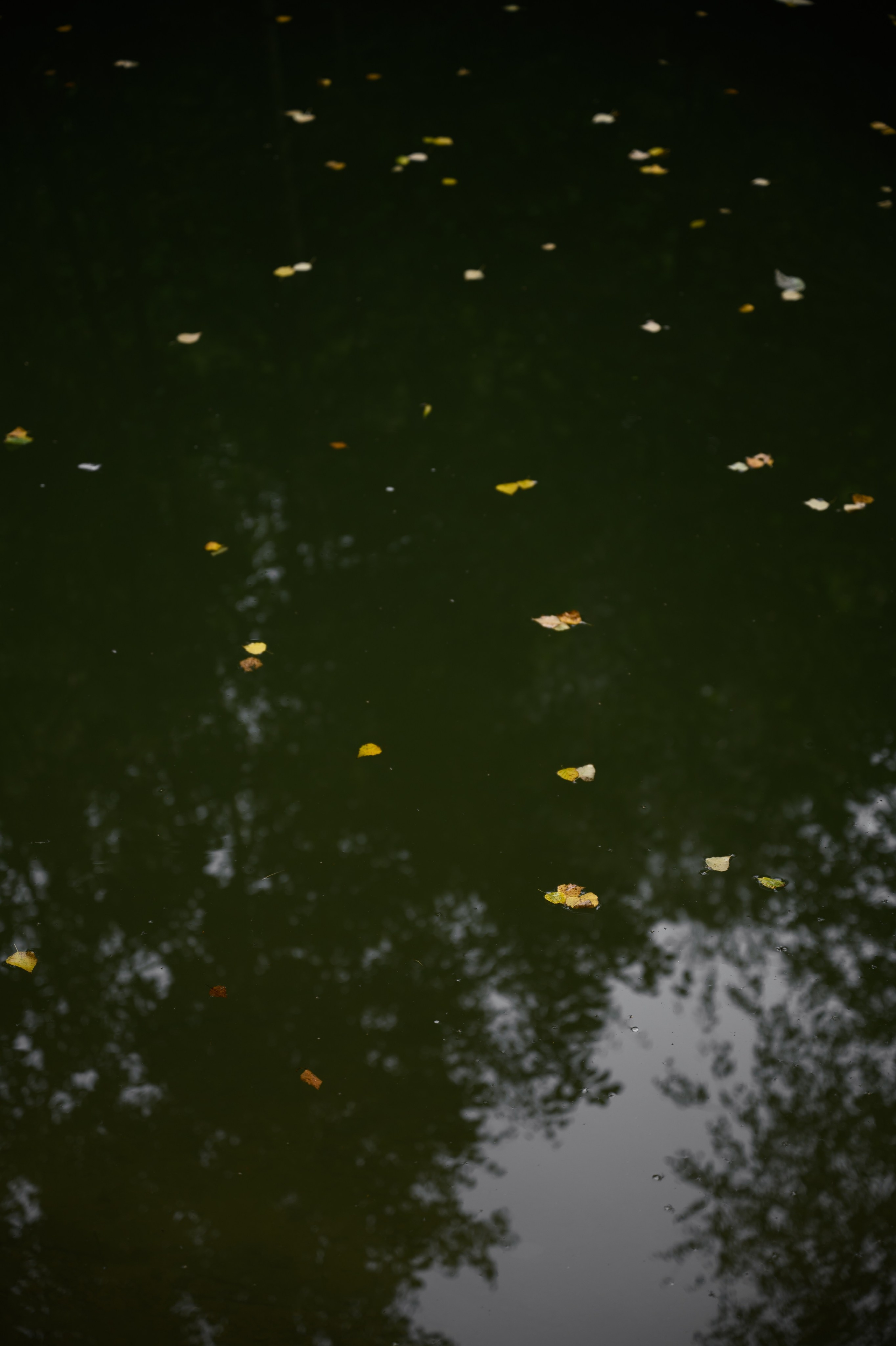 ⠀Лесная сказка. Свадебный фотограф в Москве Владимир Симонов