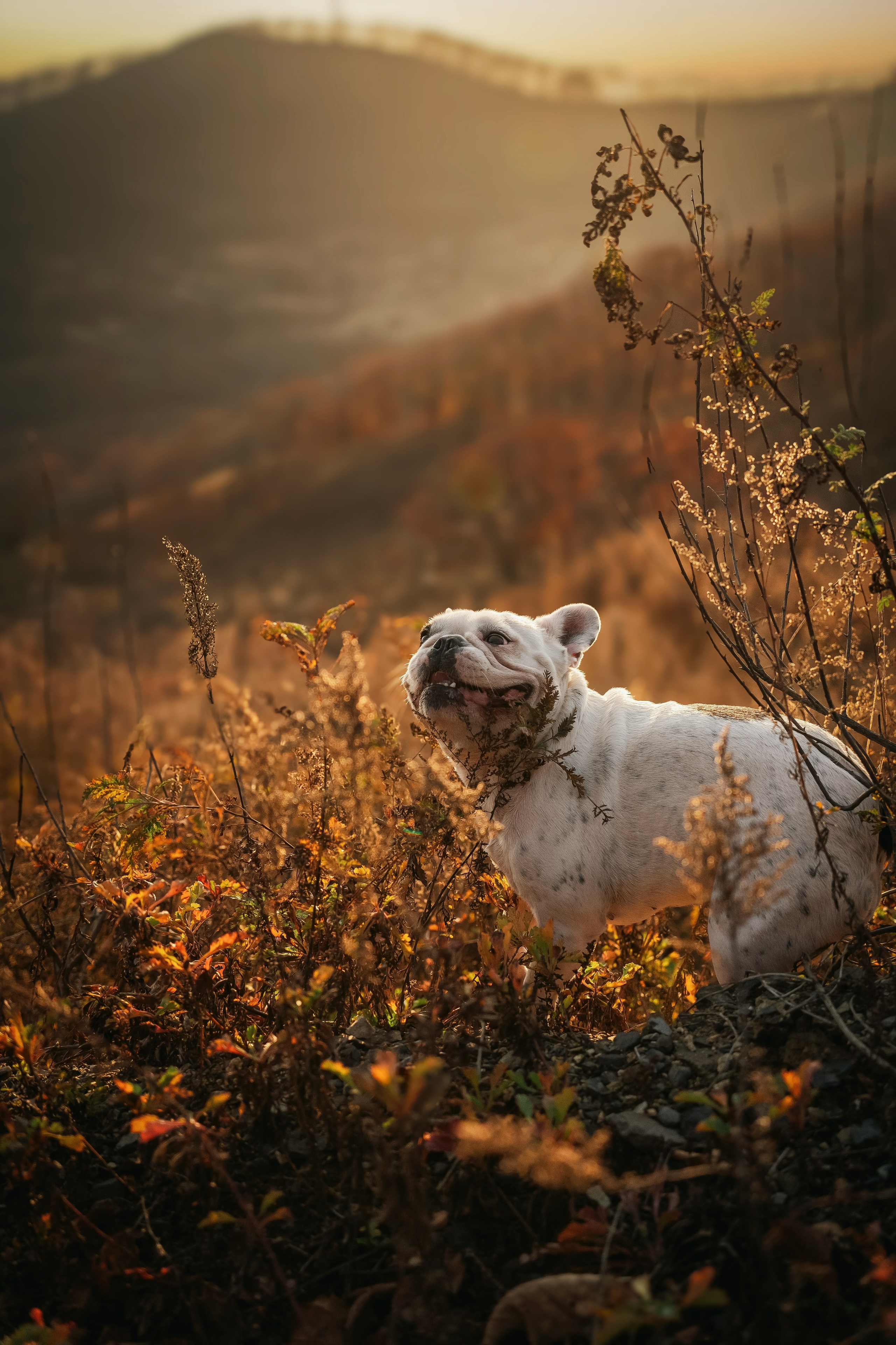 «Булочный» Фото день. Семейный фотограф анималист г. Находка