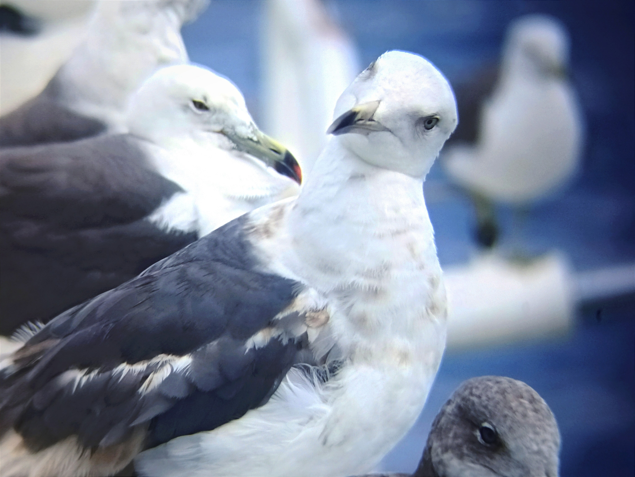 Мобильная фотография. Фотограф г. Владивосток