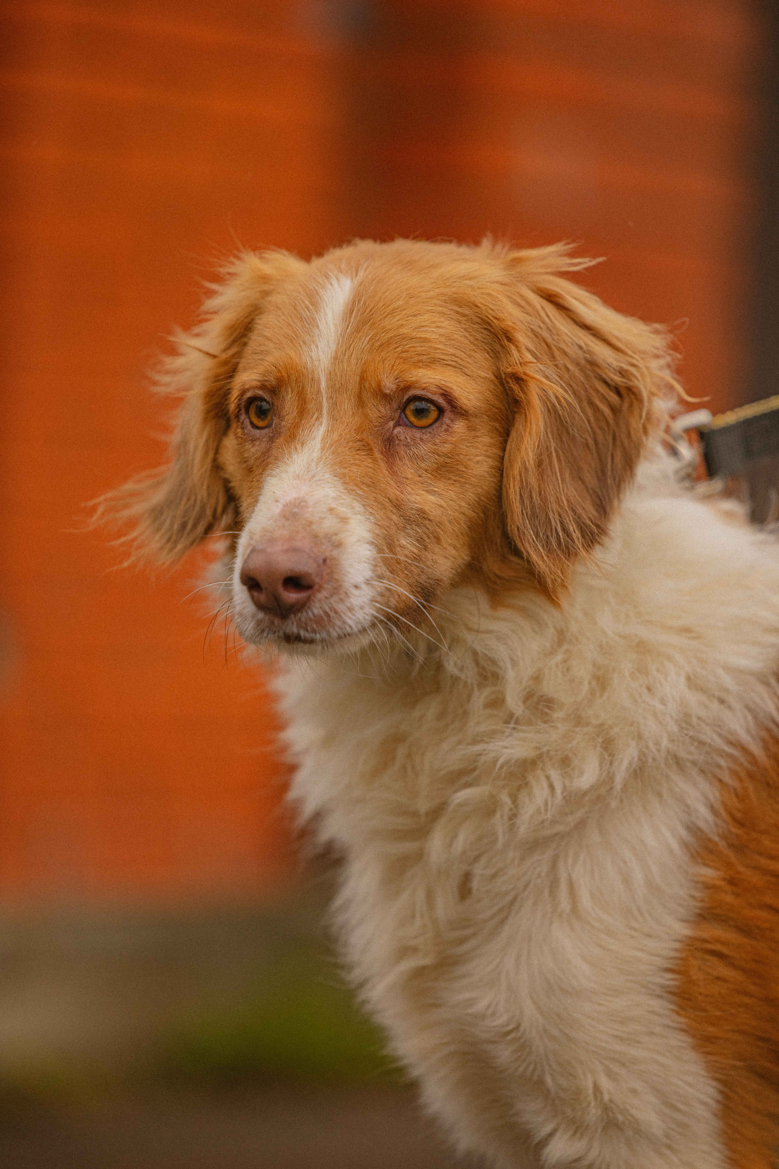 Передержка. Фотограф-анималист в Москве Лера Черноног