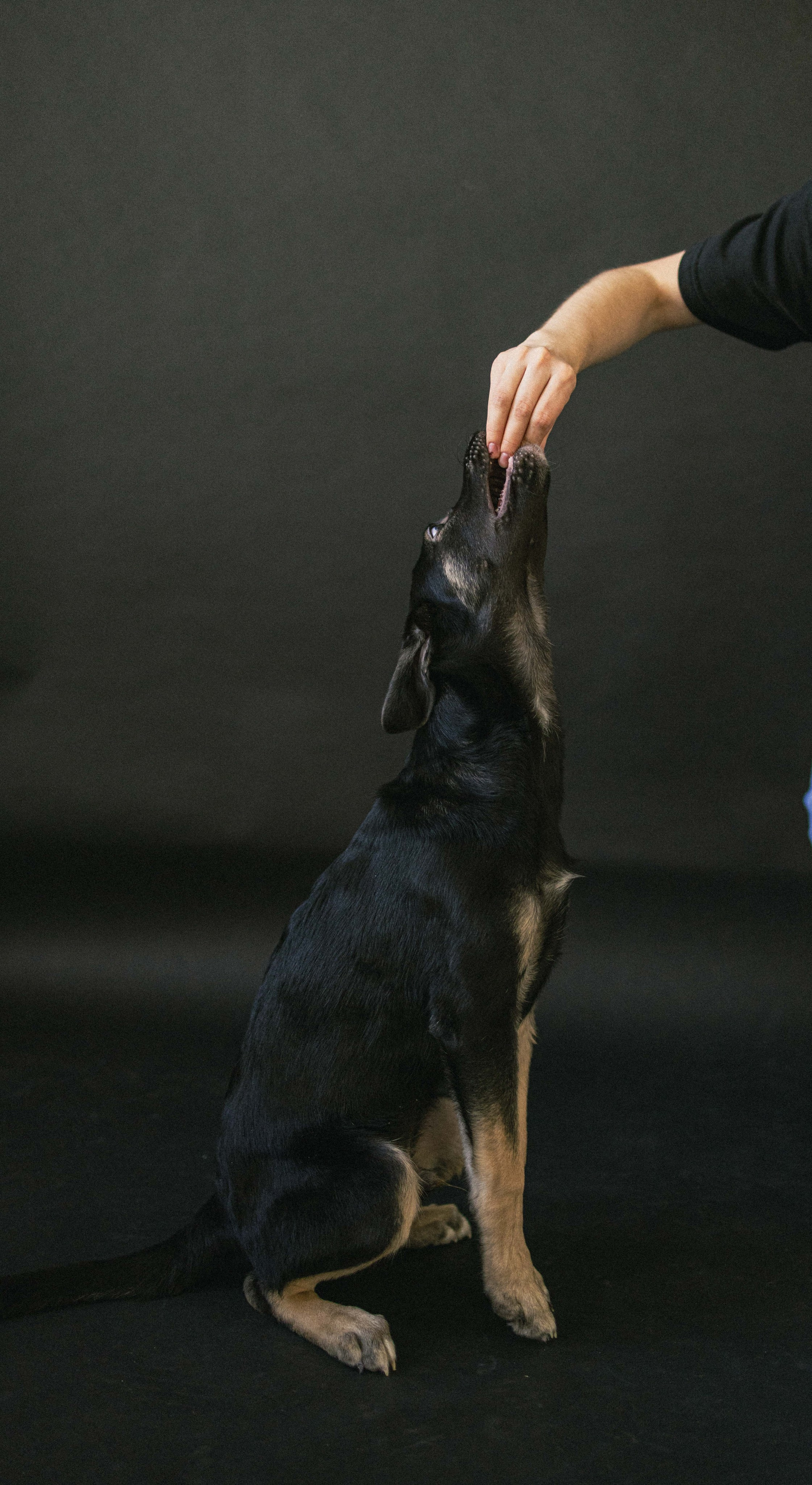 Крис и Тэдди. Фотограф-анималист в Москве Лера Черноног