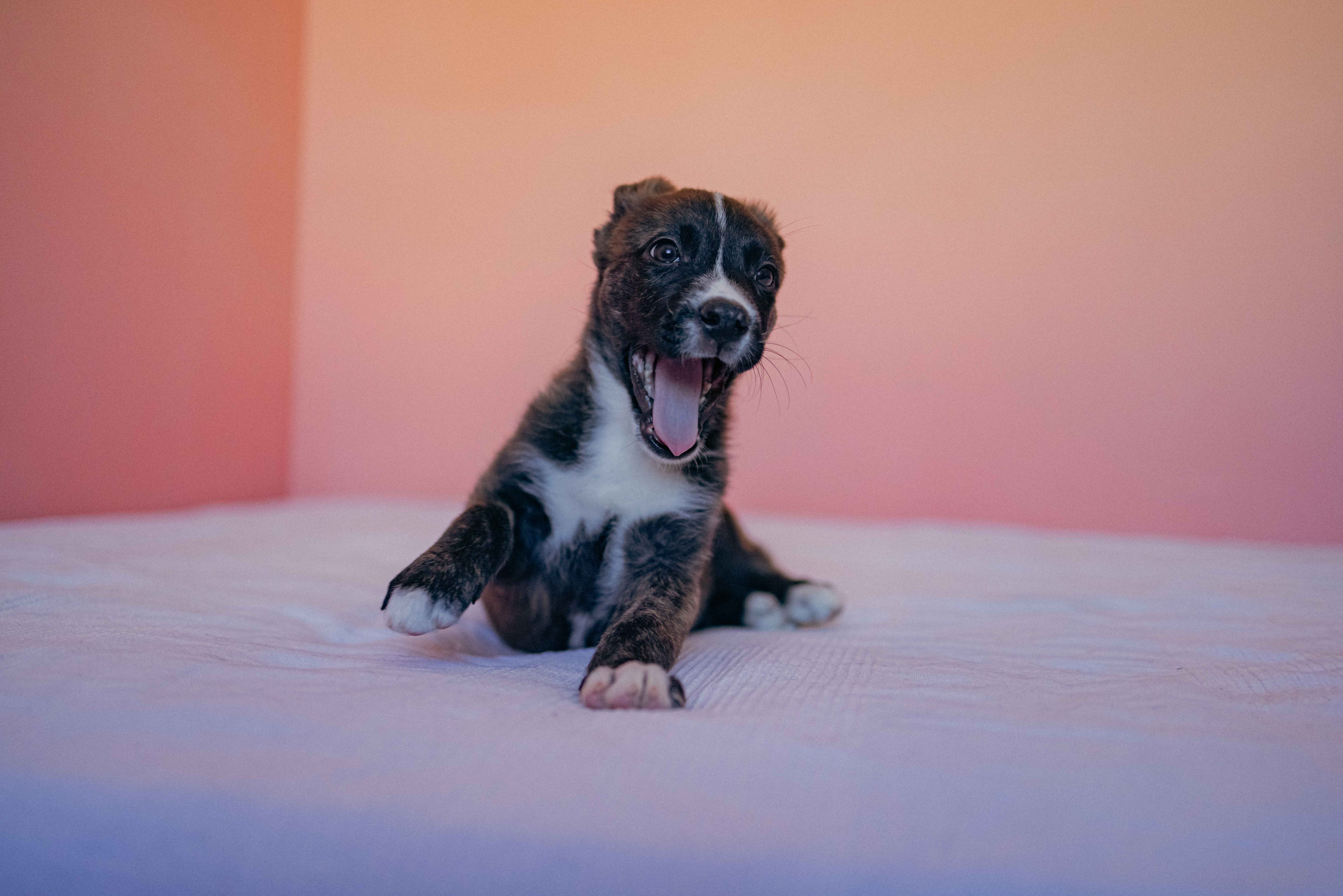 Гайка. Фотограф-анималист в Москве Лера Черноног