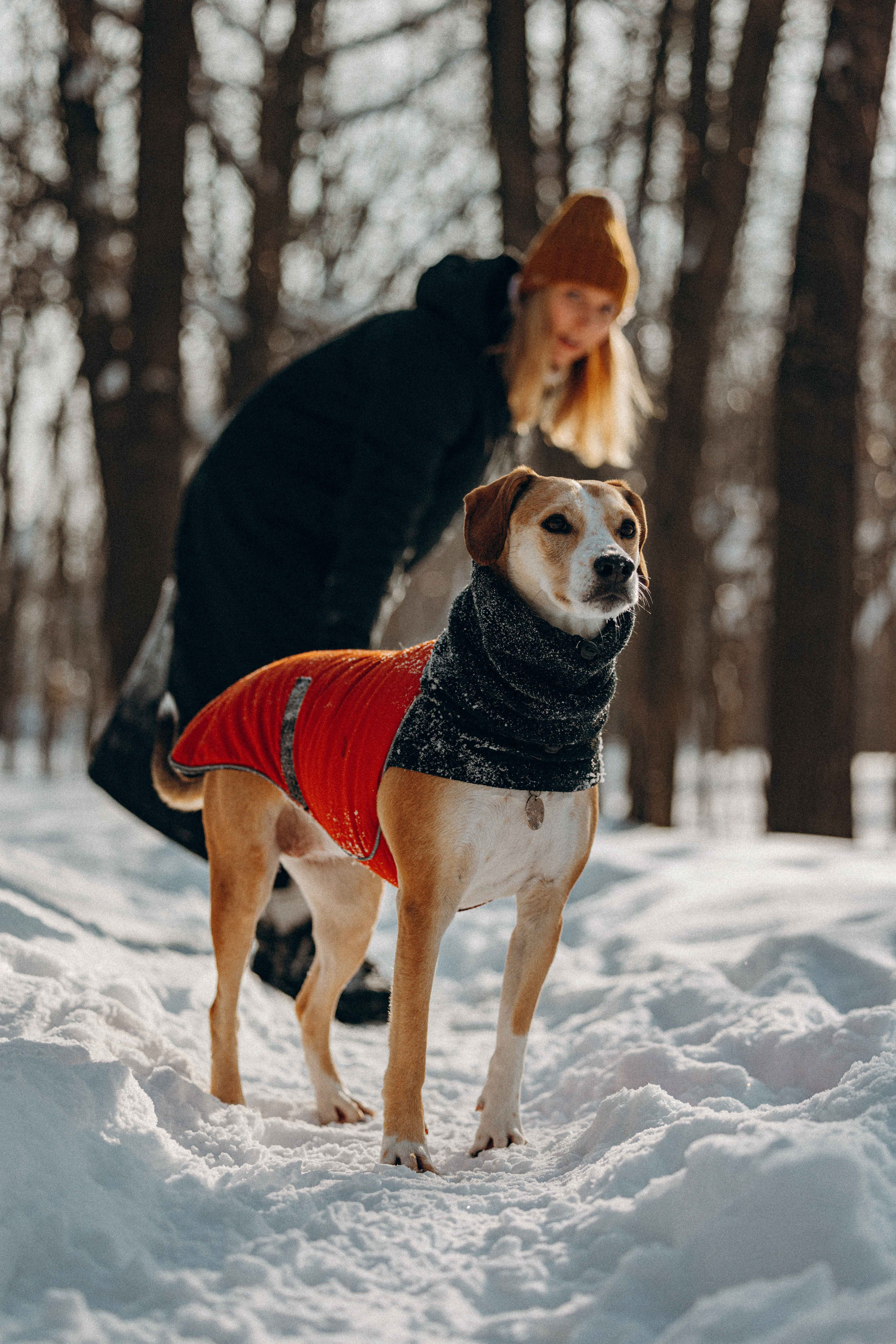 Свобода и ее семья. Фотограф-анималист в Москве Лера Черноног