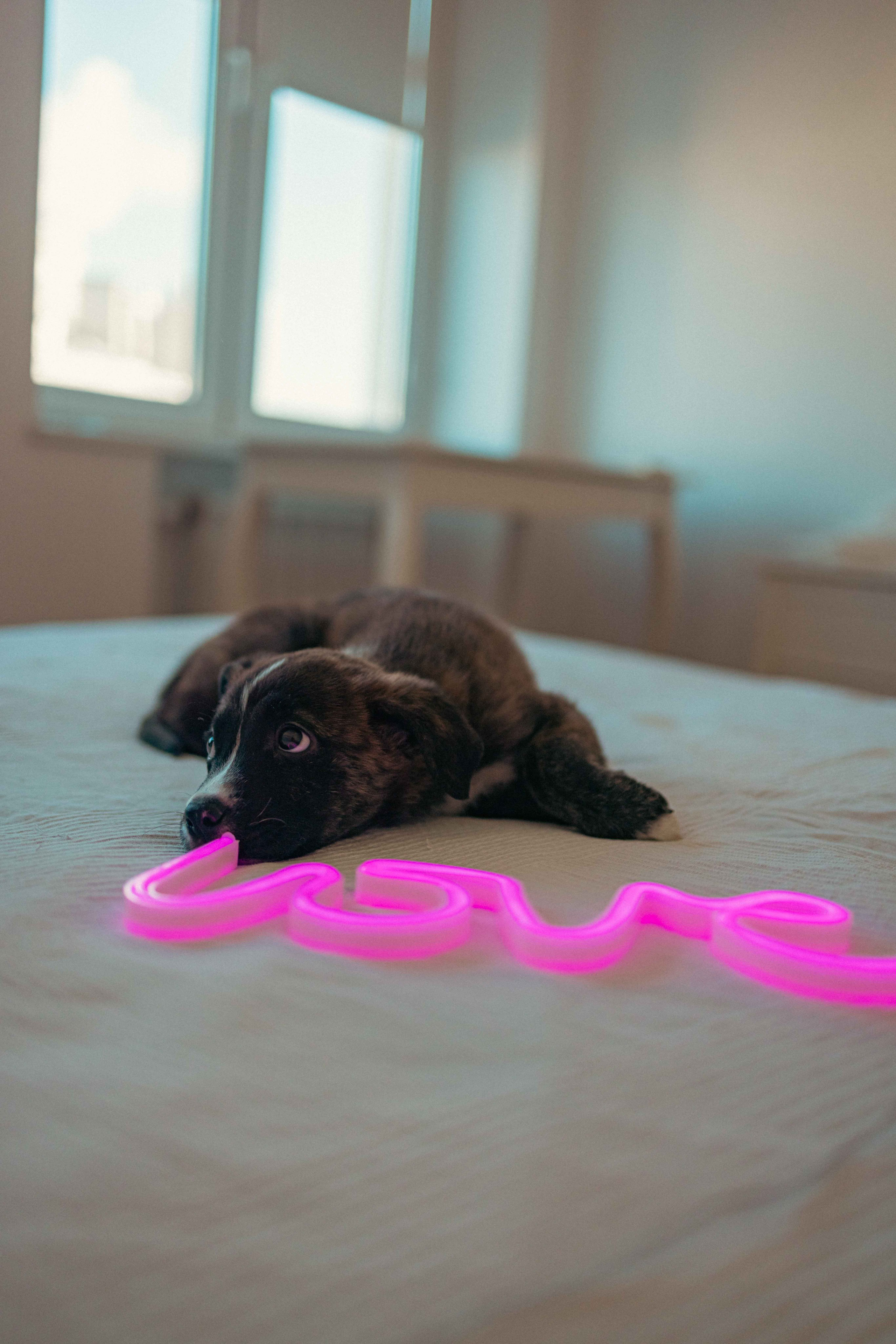 Гайка. Фотограф-анималист в Москве Лера Черноног