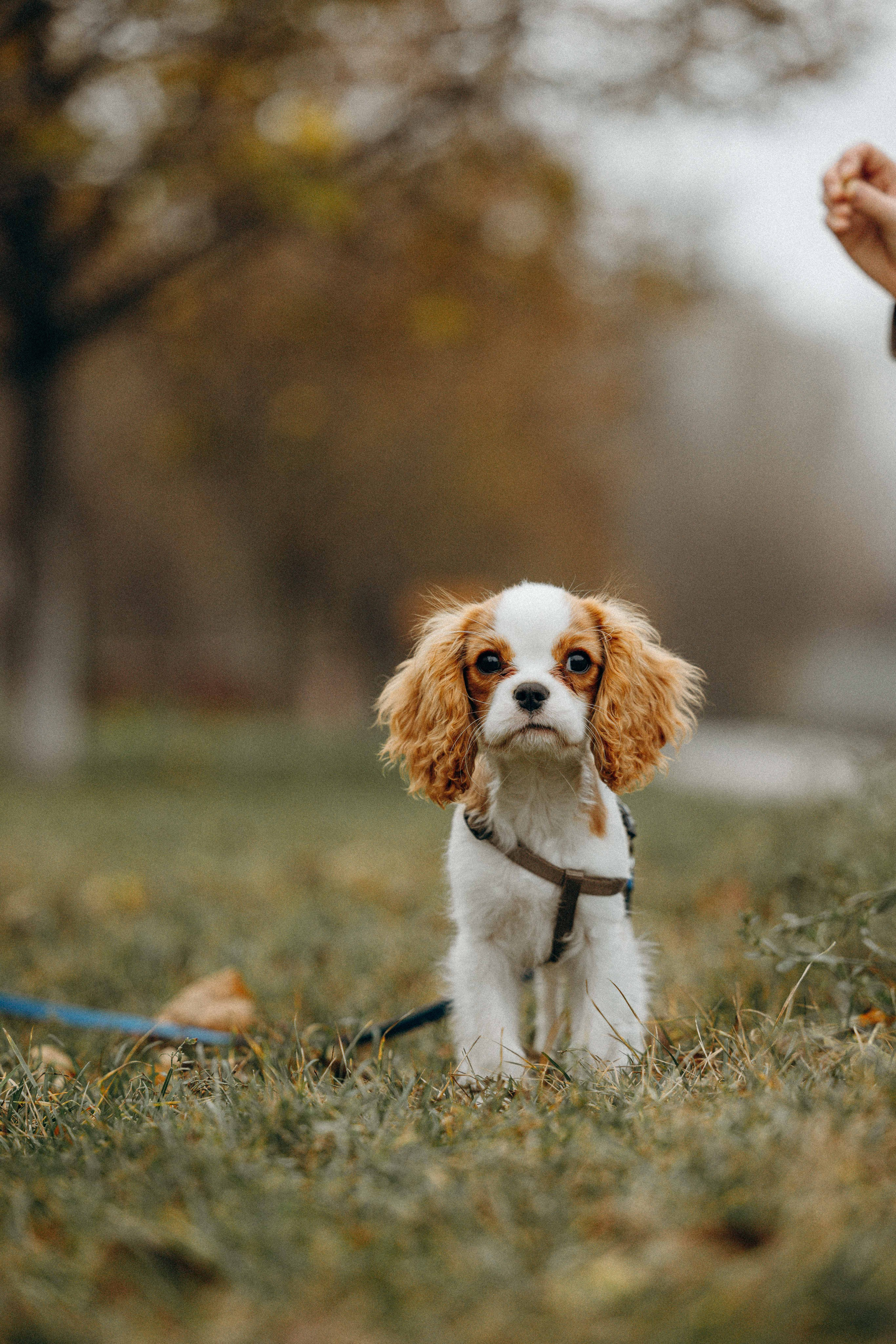 Юля и Кипр. Фотограф-анималист в Москве Лера Черноног