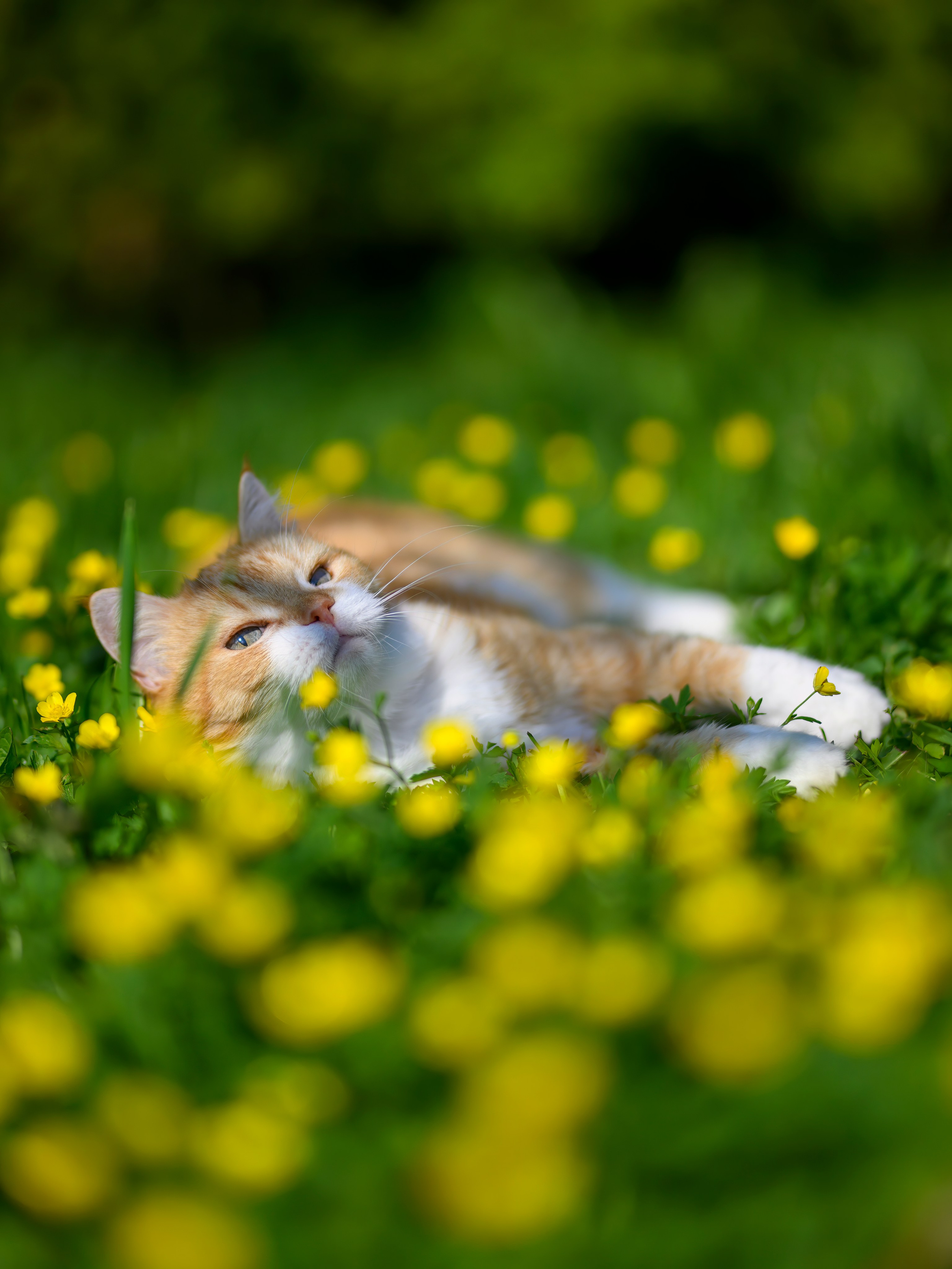 Рыжий!. Wildlife photography by Sergey Puponin