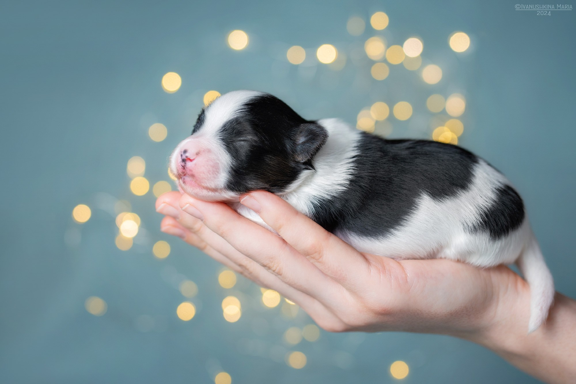 Ньюборн фотосессия щенков. Фотограф собак в Москве и Московской области Иванушкина Мария