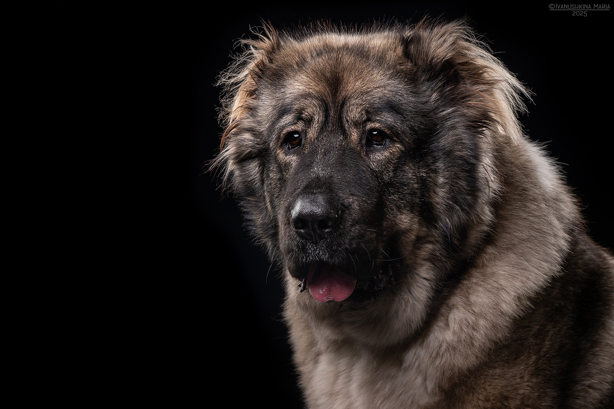 Фотосессия собаки в студии. Фотограф собак в Москве и Московской области Иванушкина Мария