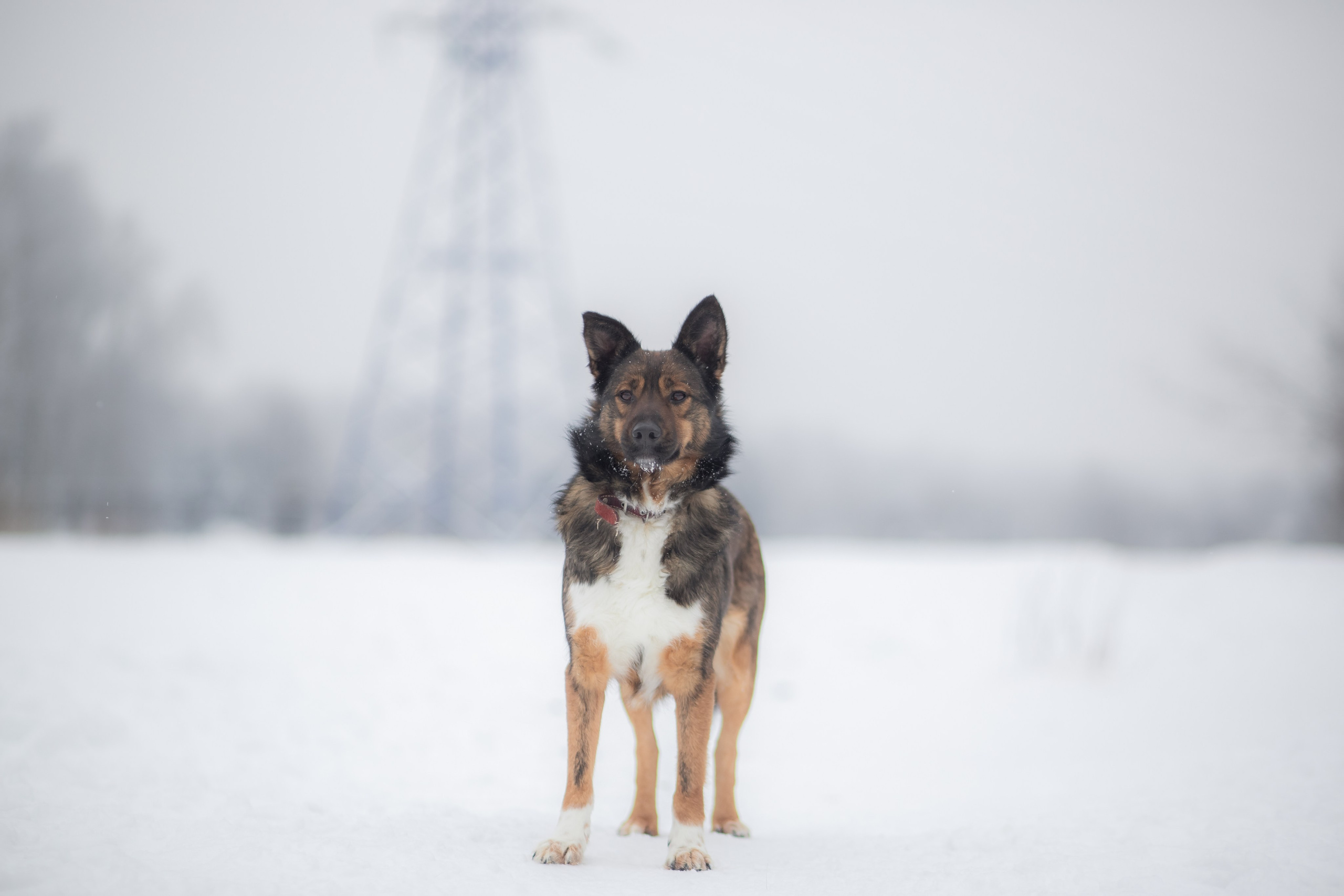 Фотосессии животных. Детский фотограф, фотограф-анималист