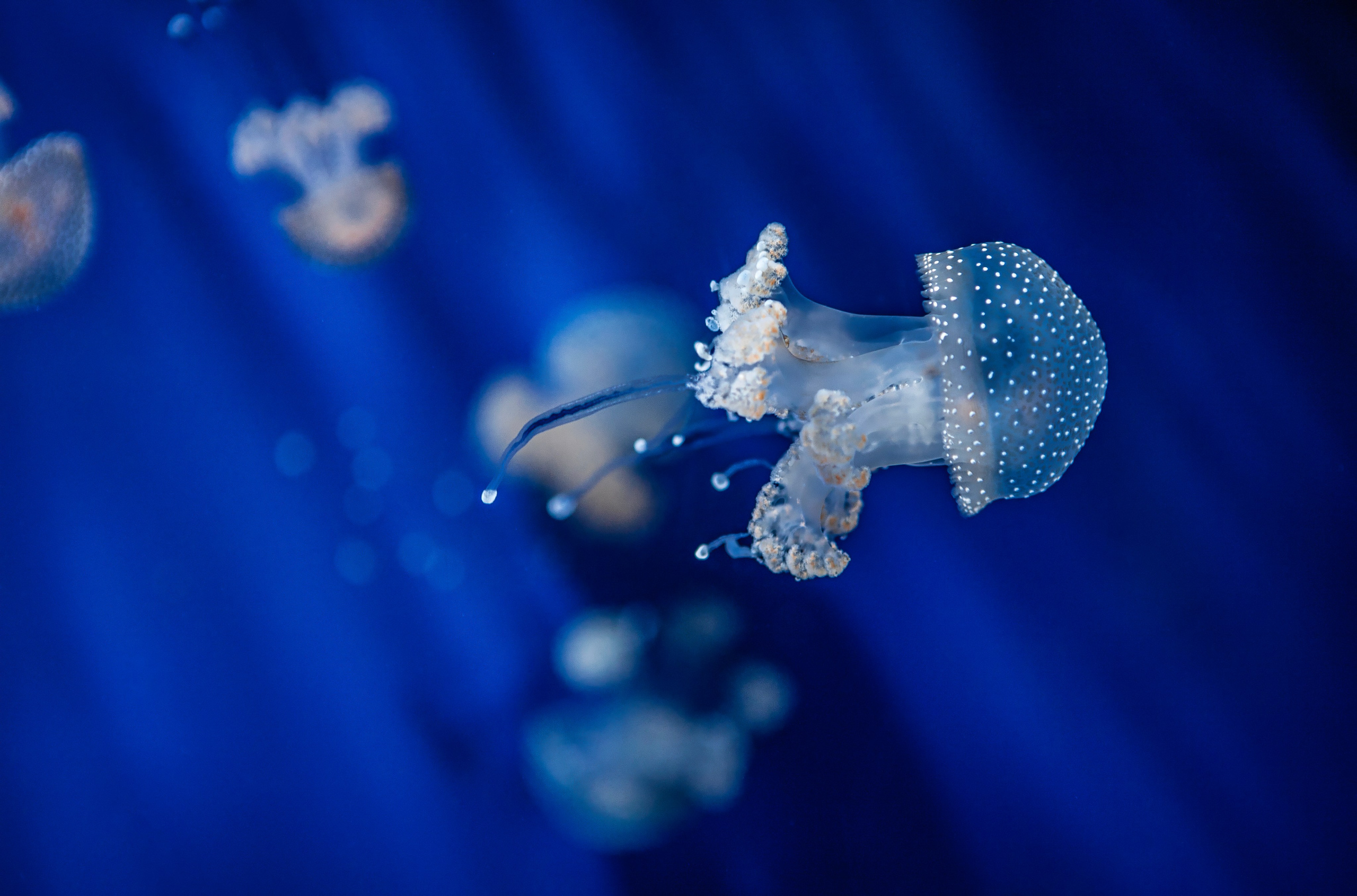 Живая природа. Фотограф Владимир Остапенко