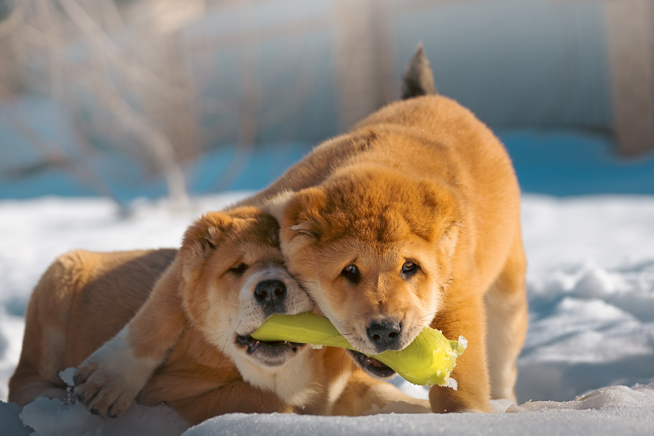 Щенки/котята. Фотограф-анималист Нижний Новгород