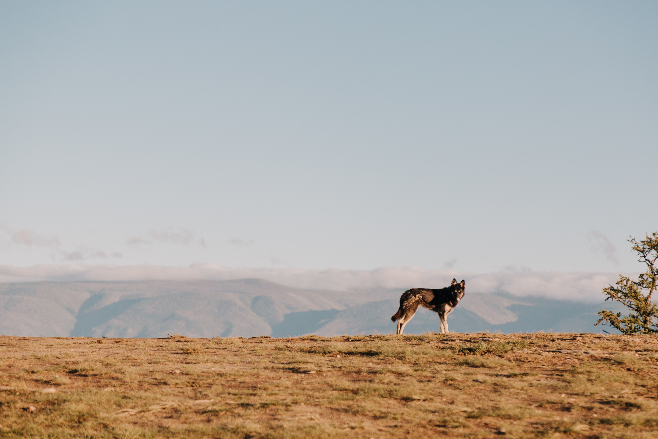 Диана и Илья. Свадебный и семейный фотограф в Иркутске Яна Лиа