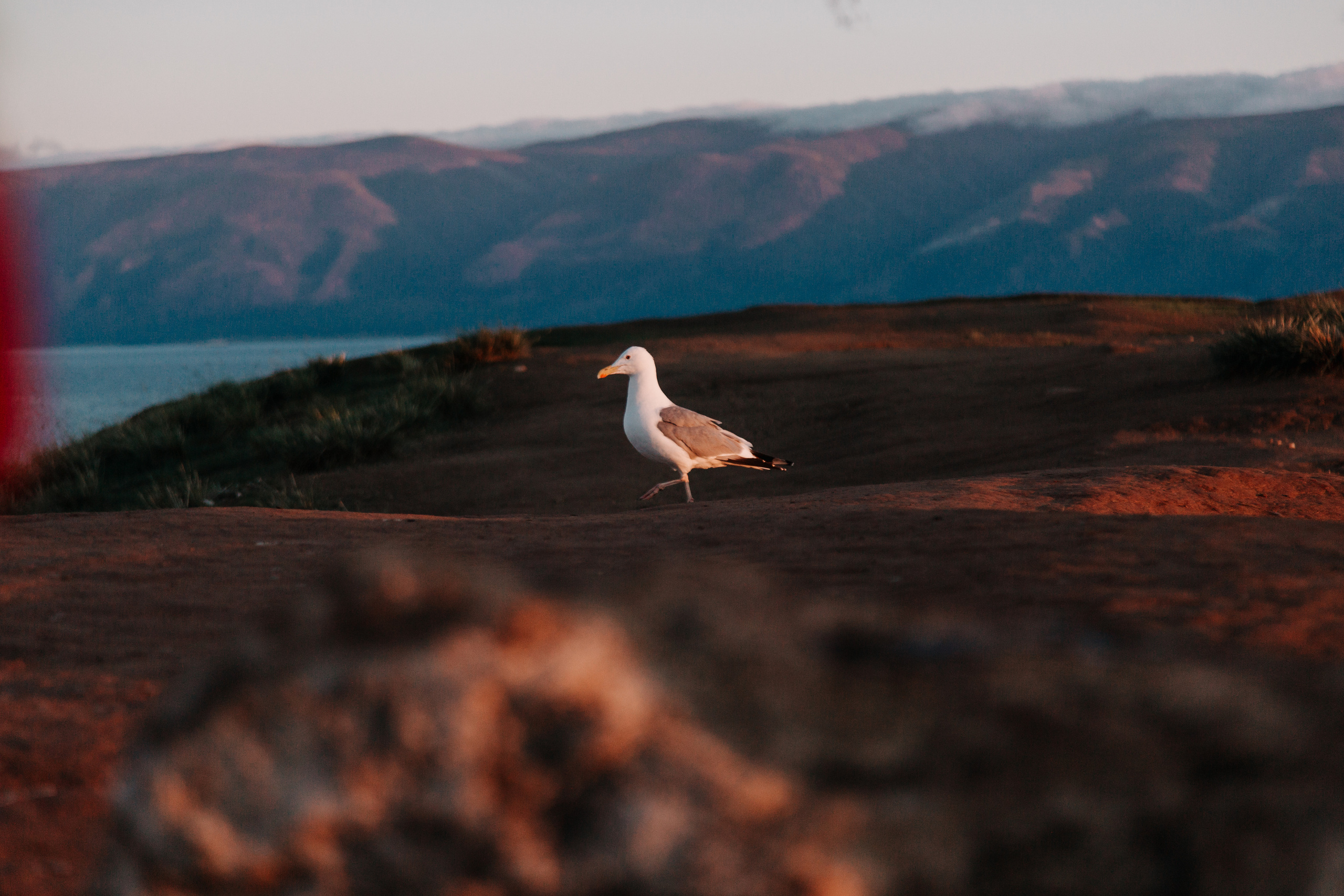Диана и Илья. Свадебный и семейный фотограф в Иркутске Яна Лиа